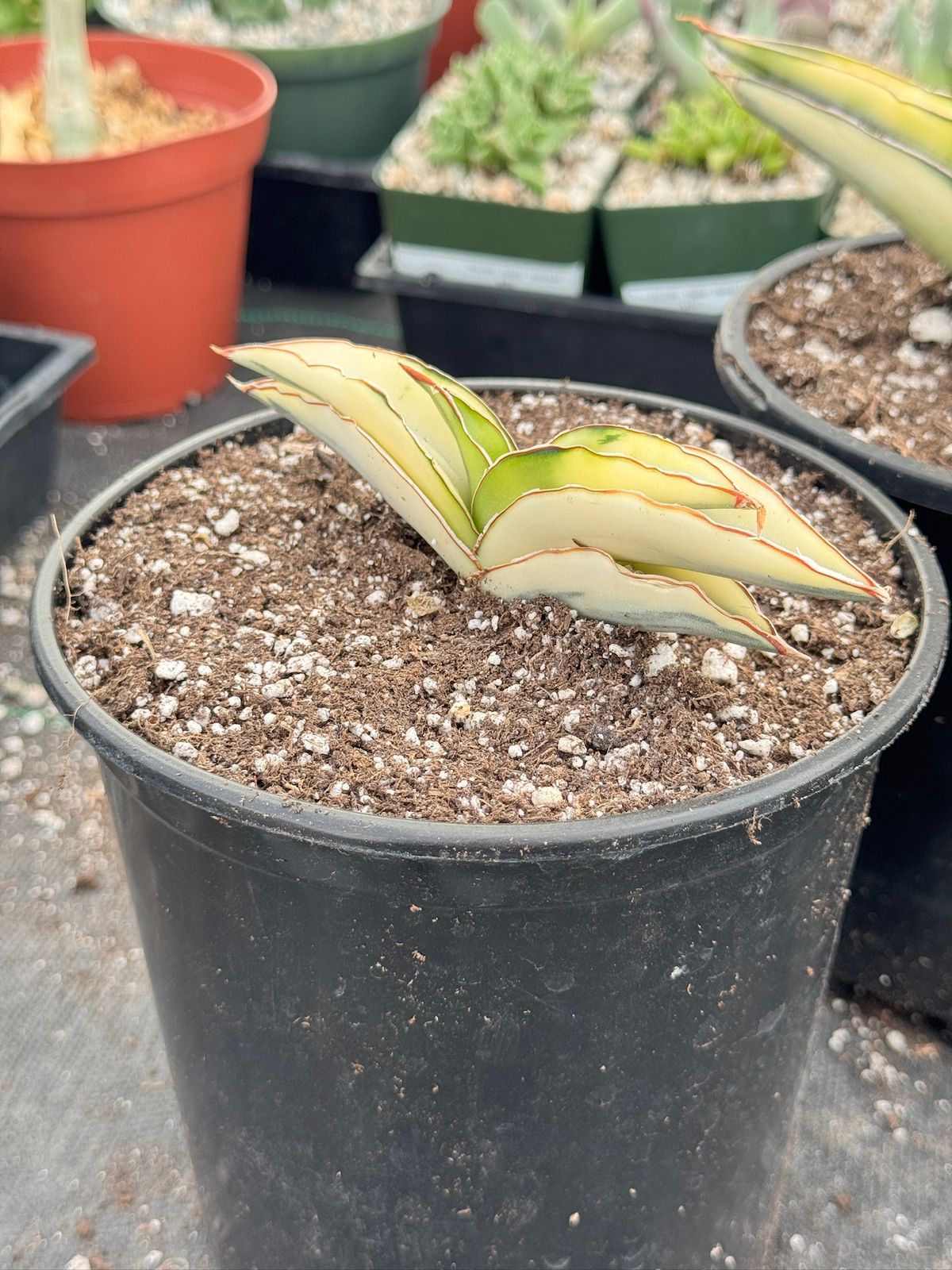 Sansevieria robusta aurea variegada