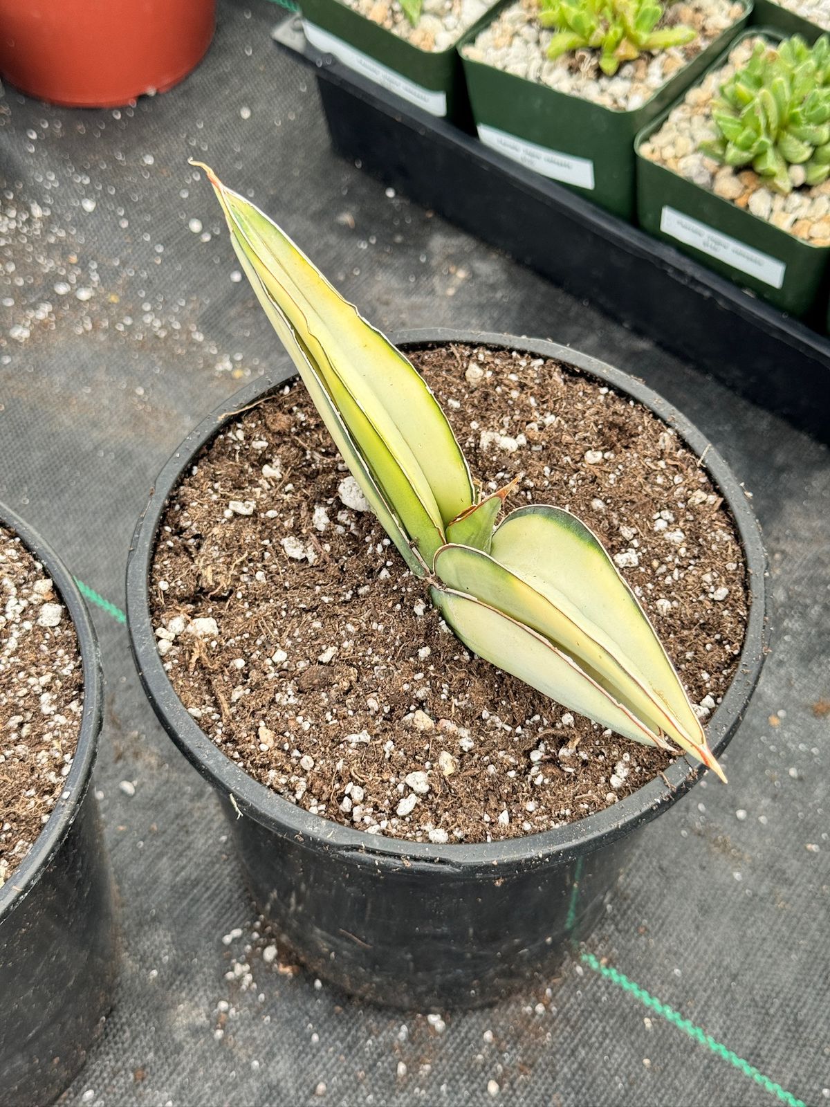 Sansevieria robusta aurea variegada