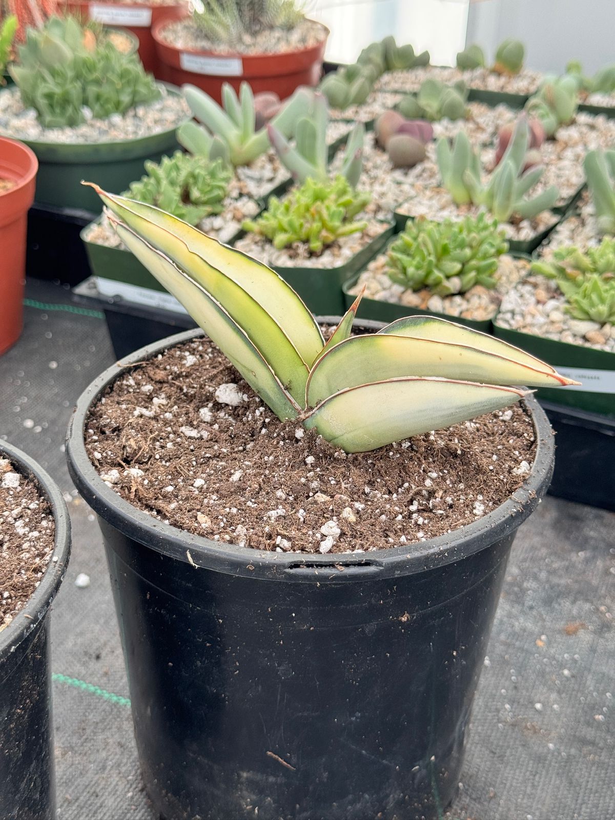 Sansevieria robusta aurea variegada