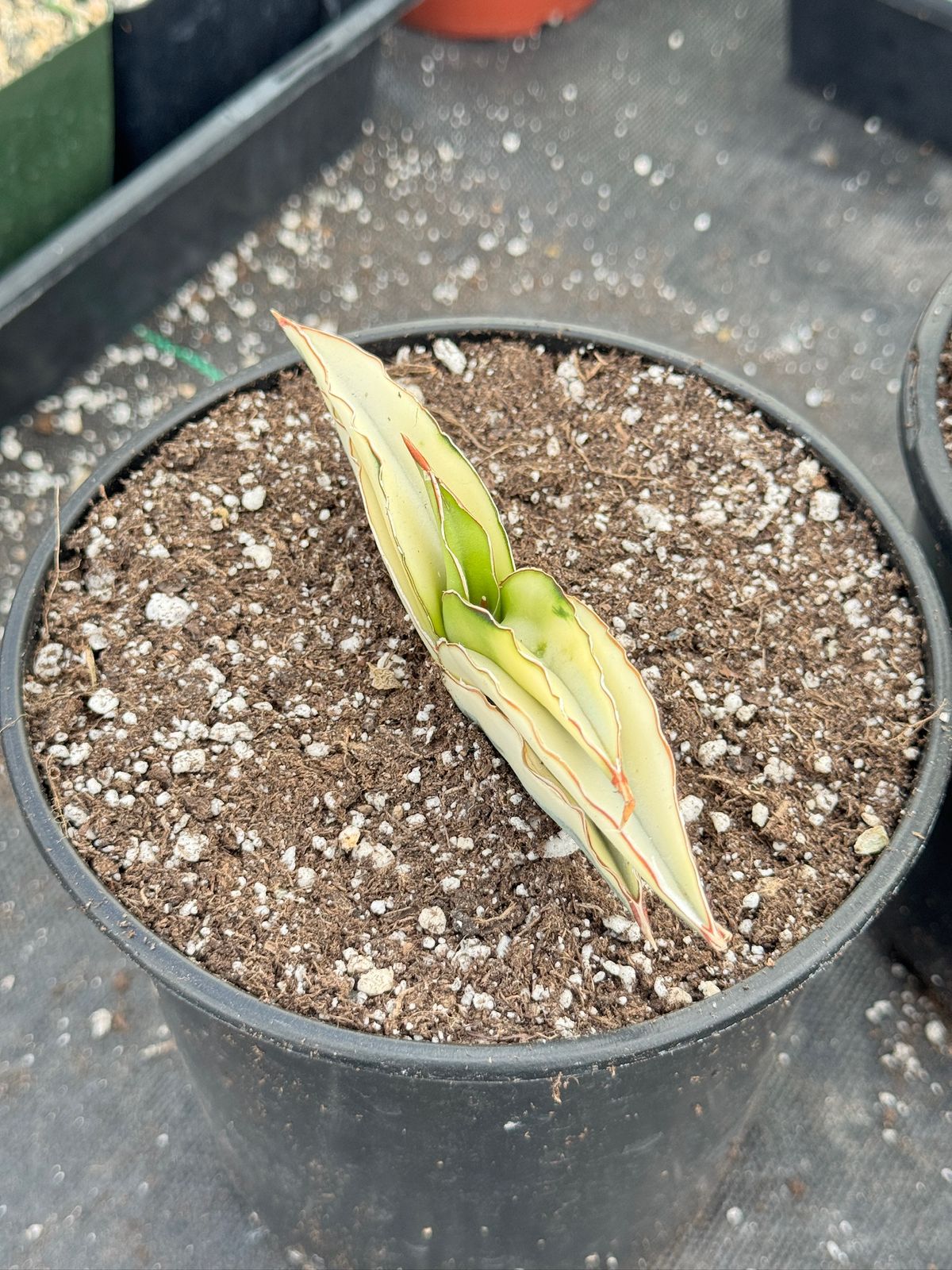 Sansevieria robusta aurea variegada
