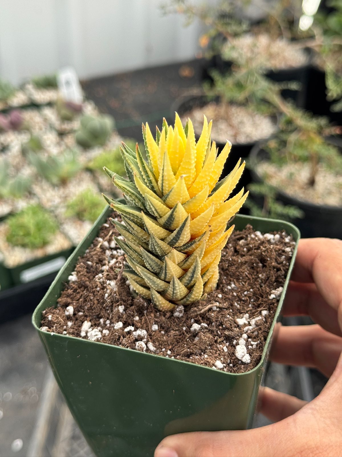 Haworthia reinwardtii