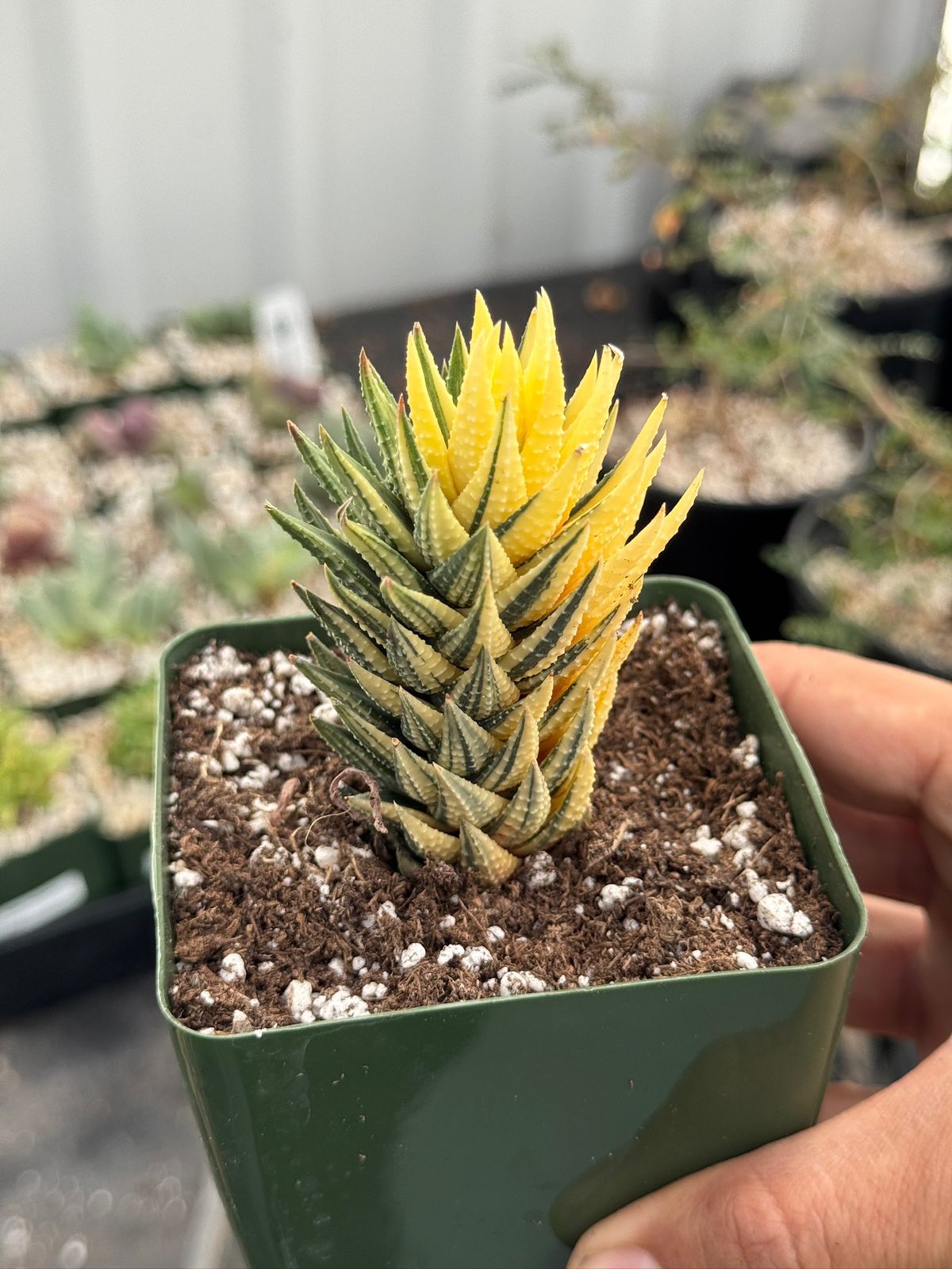 Haworthia reinwardtii