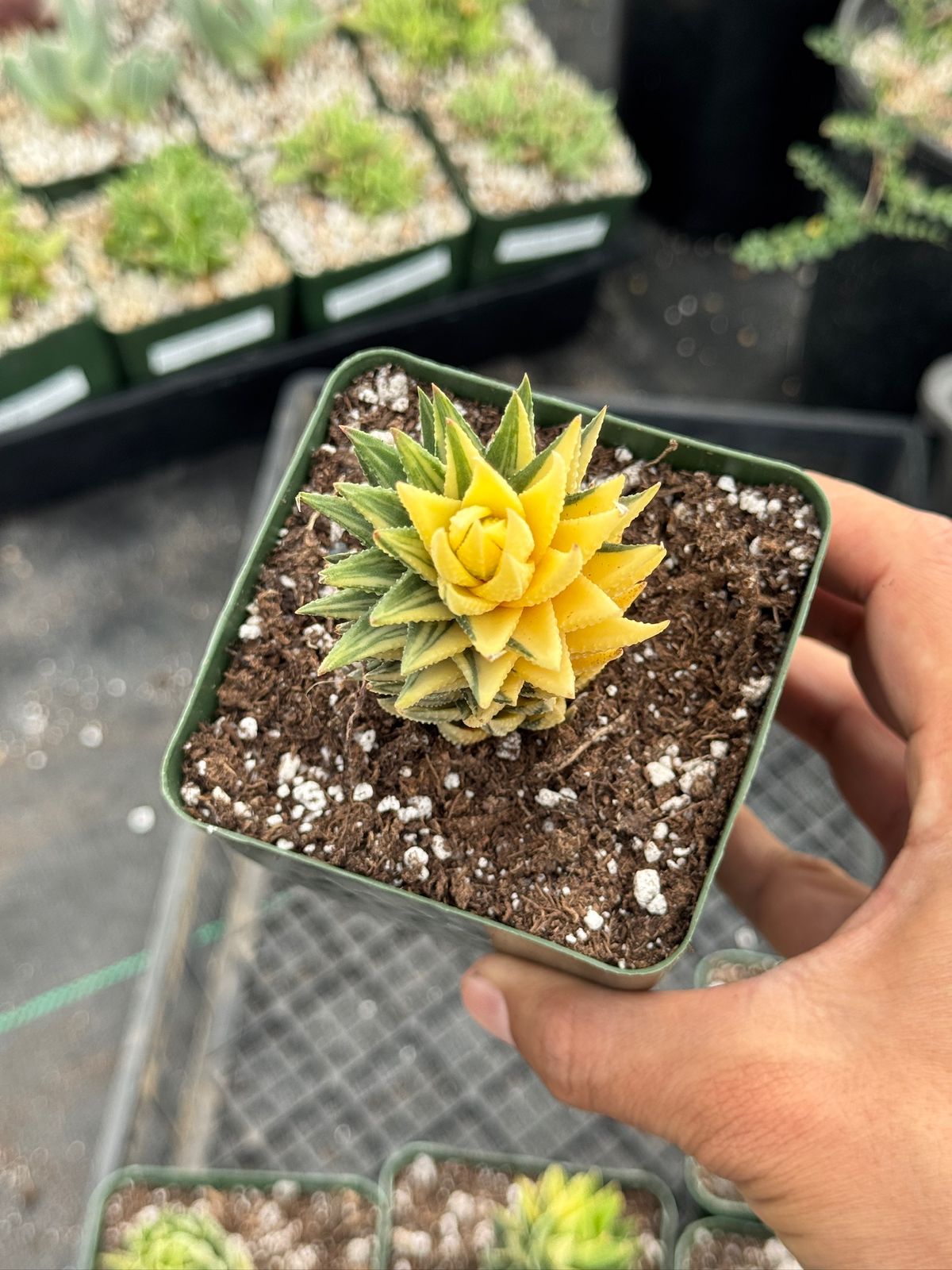 Haworthia reinwardtii