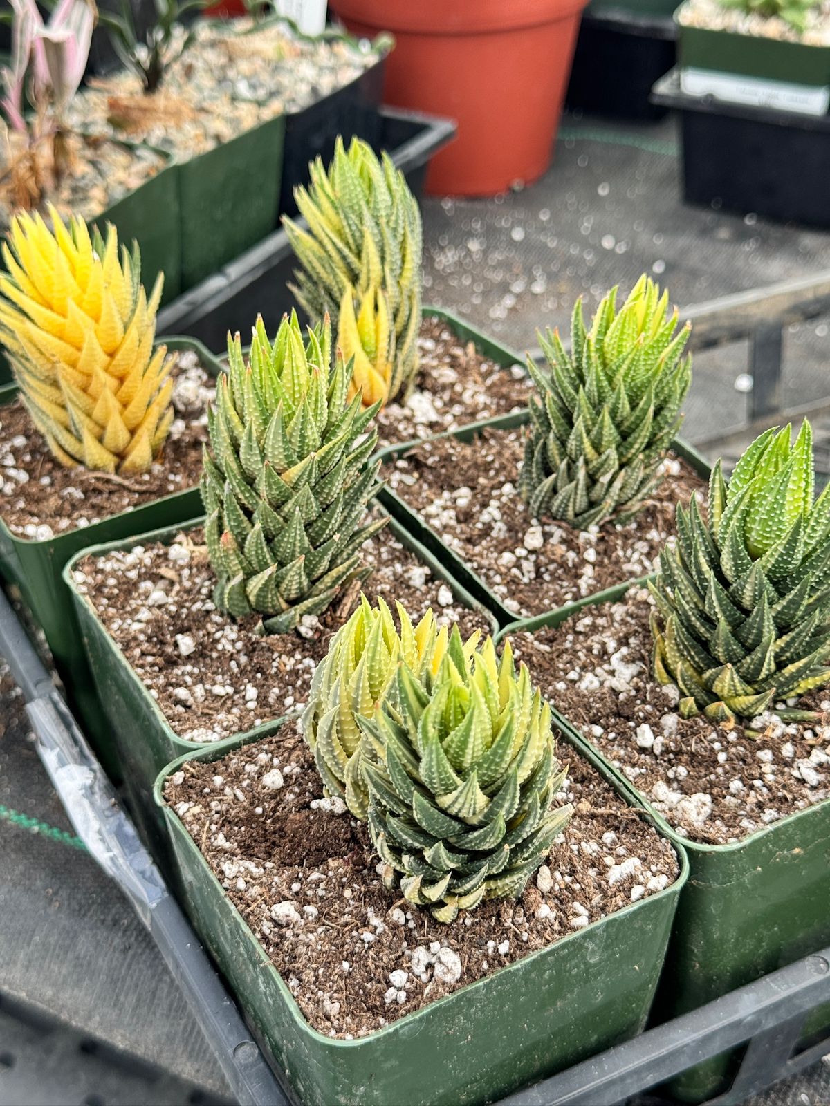 Haworthia reinwardtii