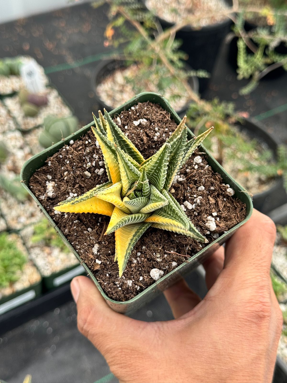Haworthia limifolia x fasciata variegada