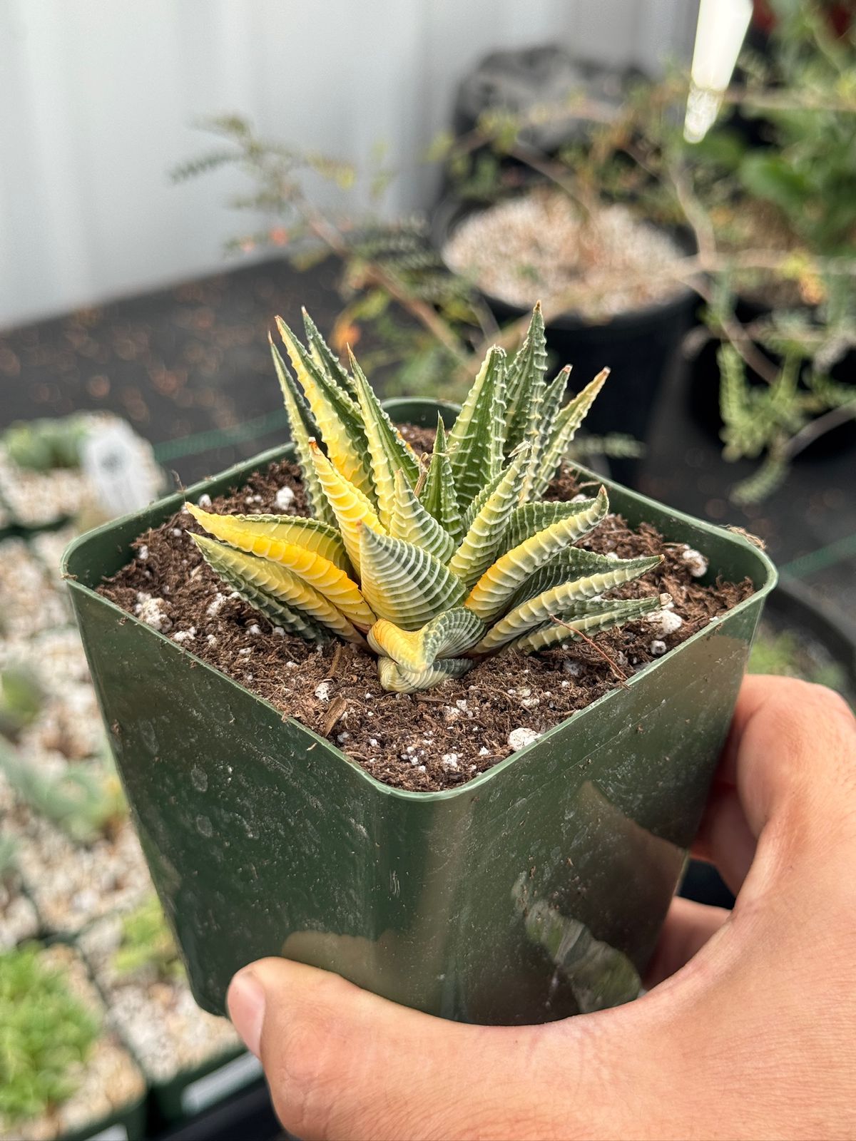 Haworthia limifolia x fasciata variegada