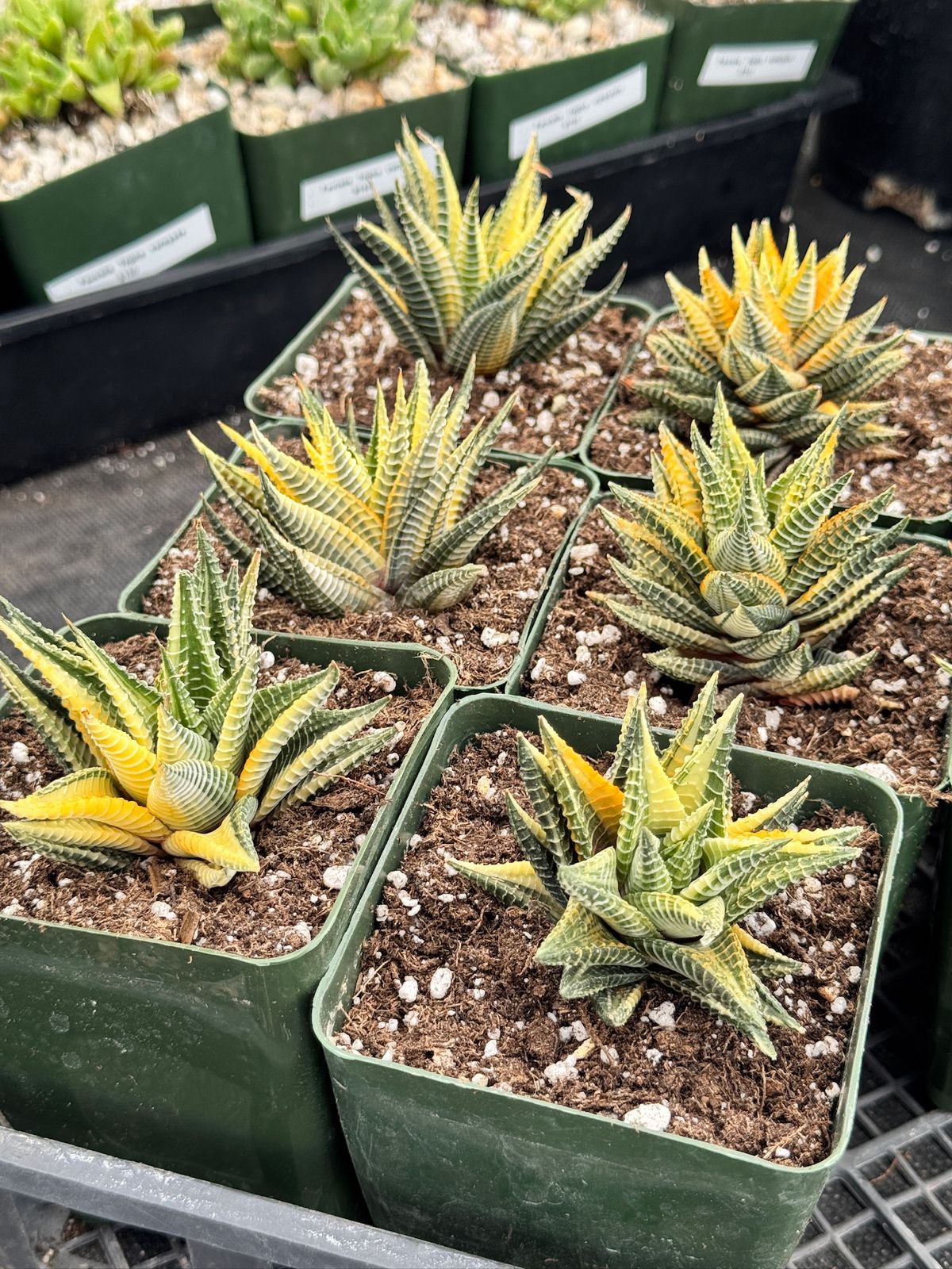 Haworthia limifolia x fasciata variegada