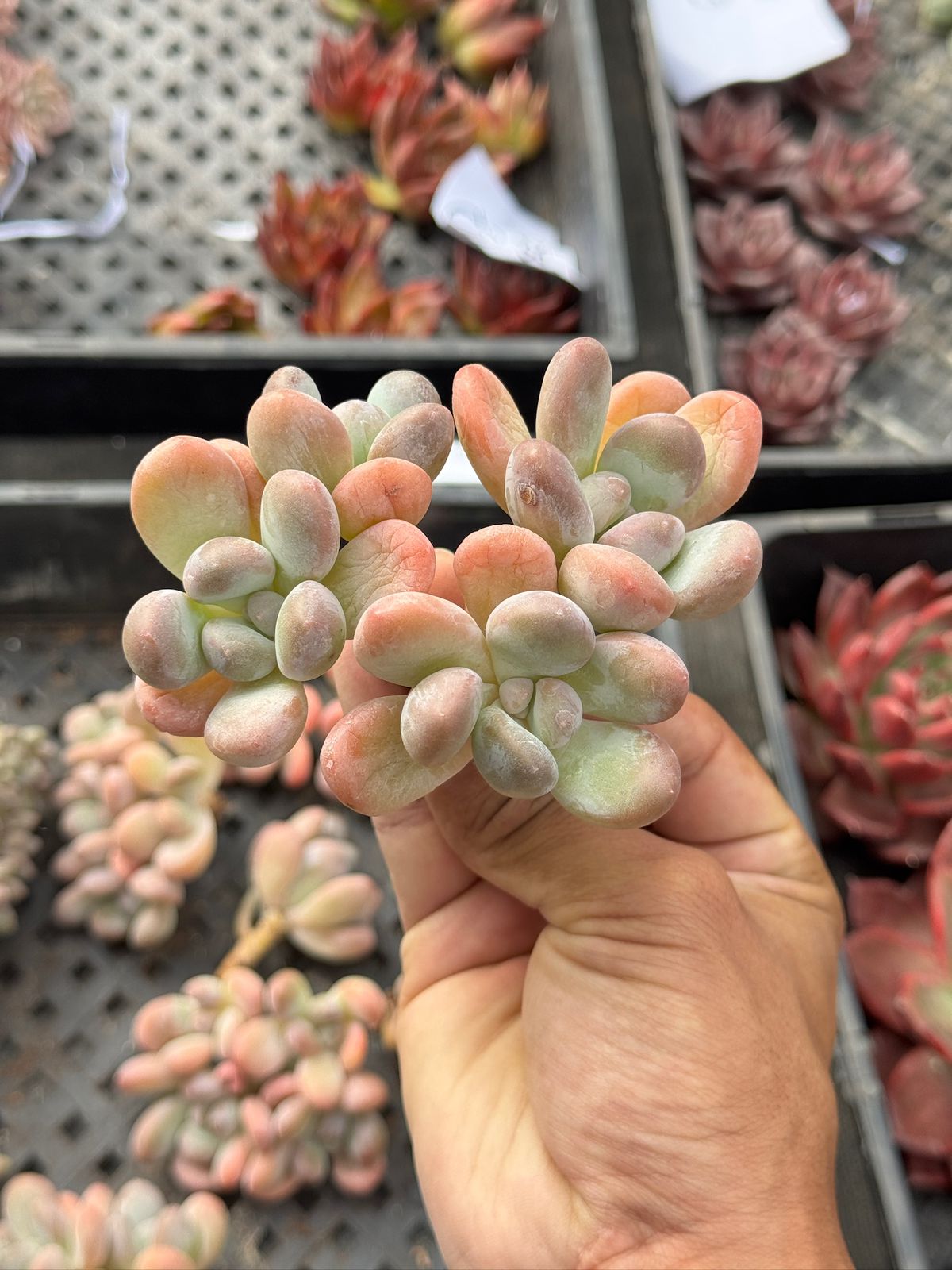 Echeveria Barbie milk