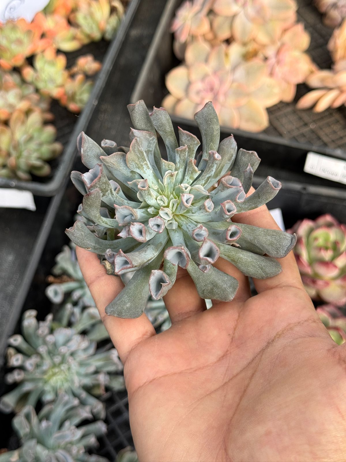 Echeveria pignose
