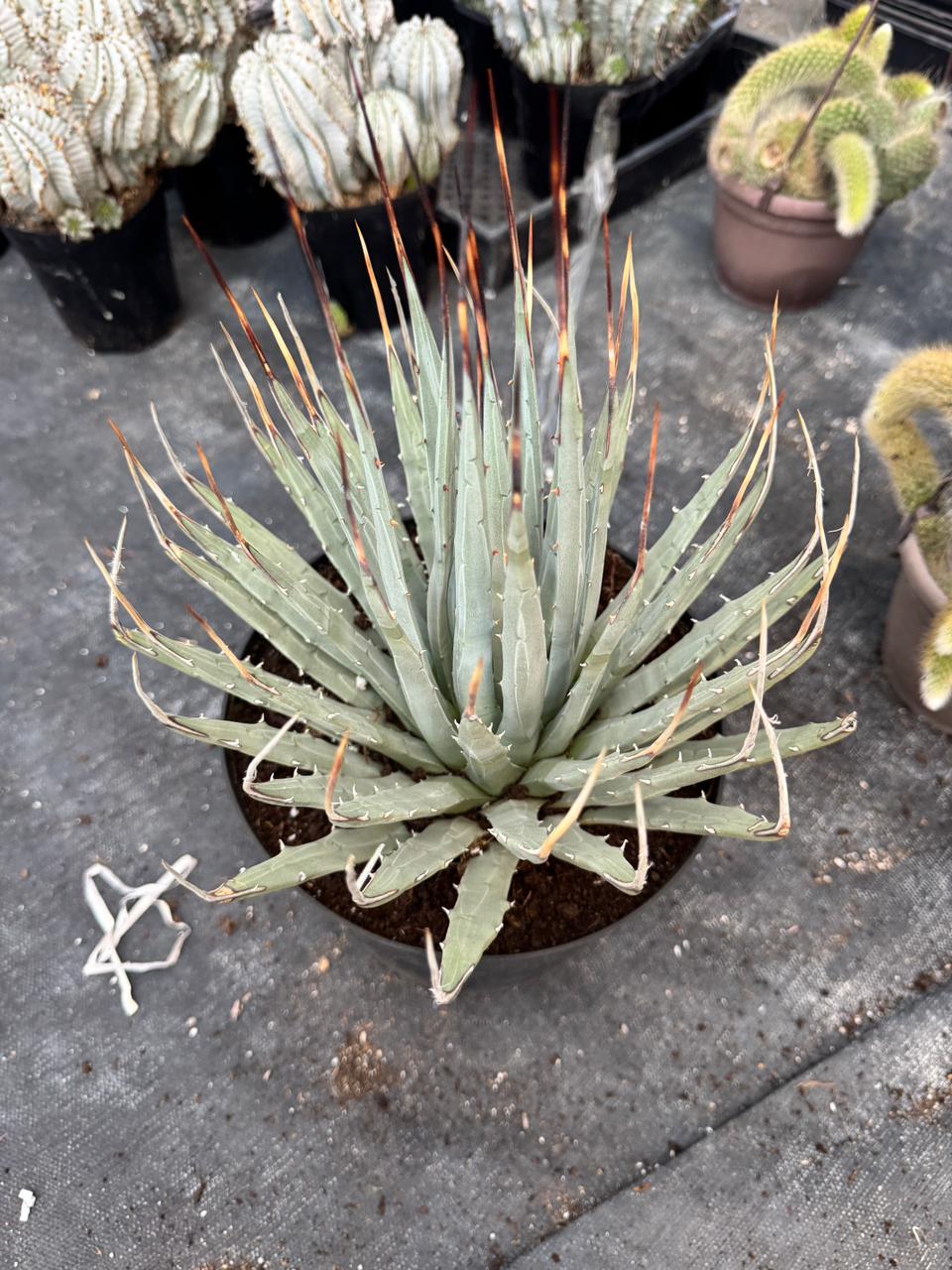 Agave utahensis var. Eborispina 8”