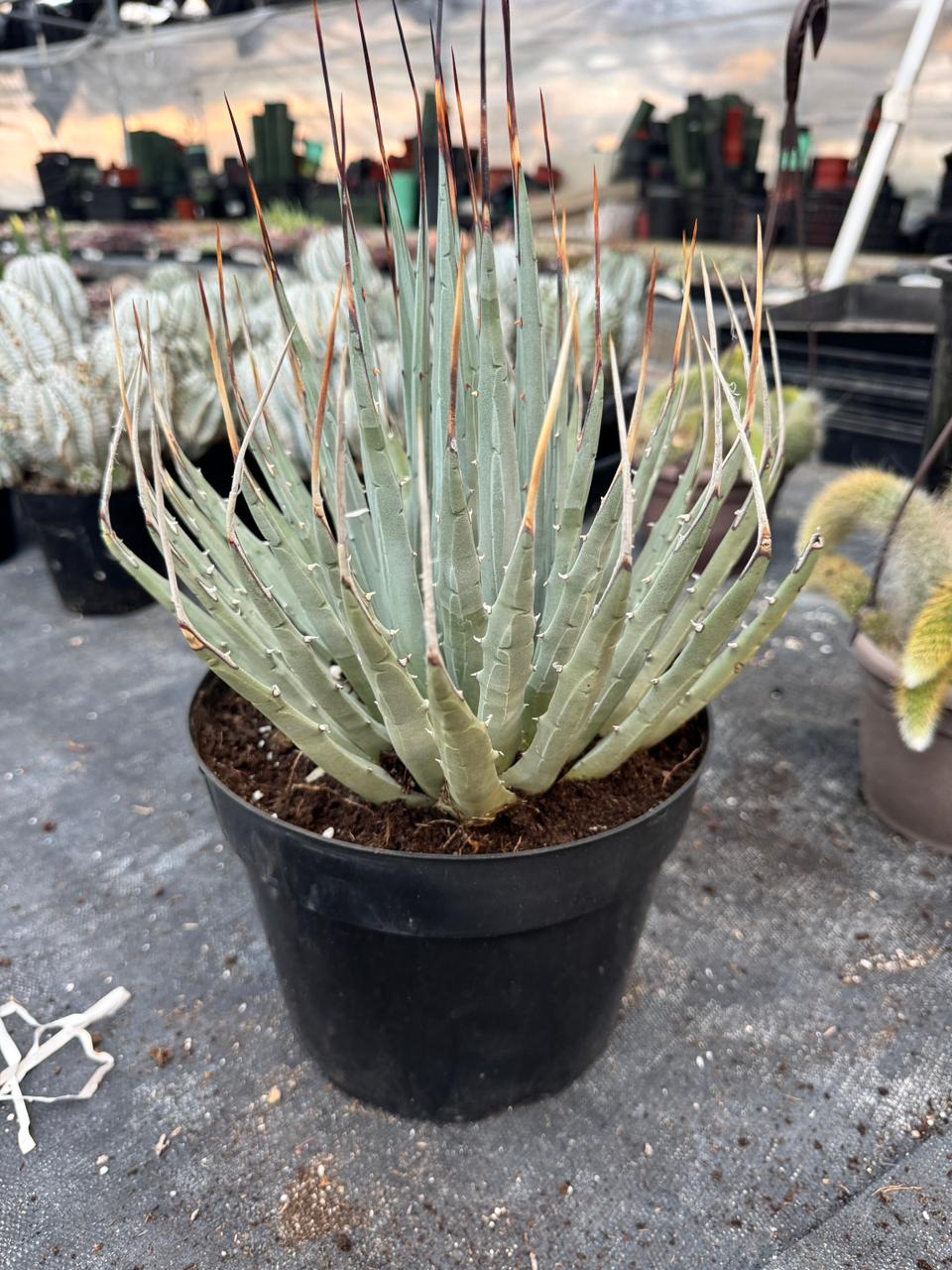 Agave utahensis var. Eborispina 8”