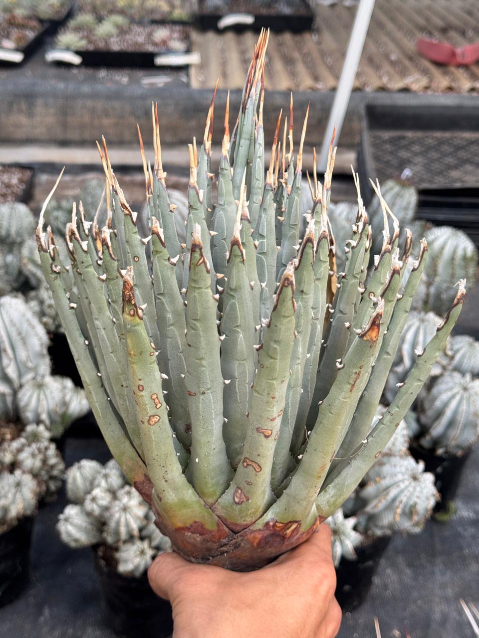 Agave utahensis var. Eborispina 8”