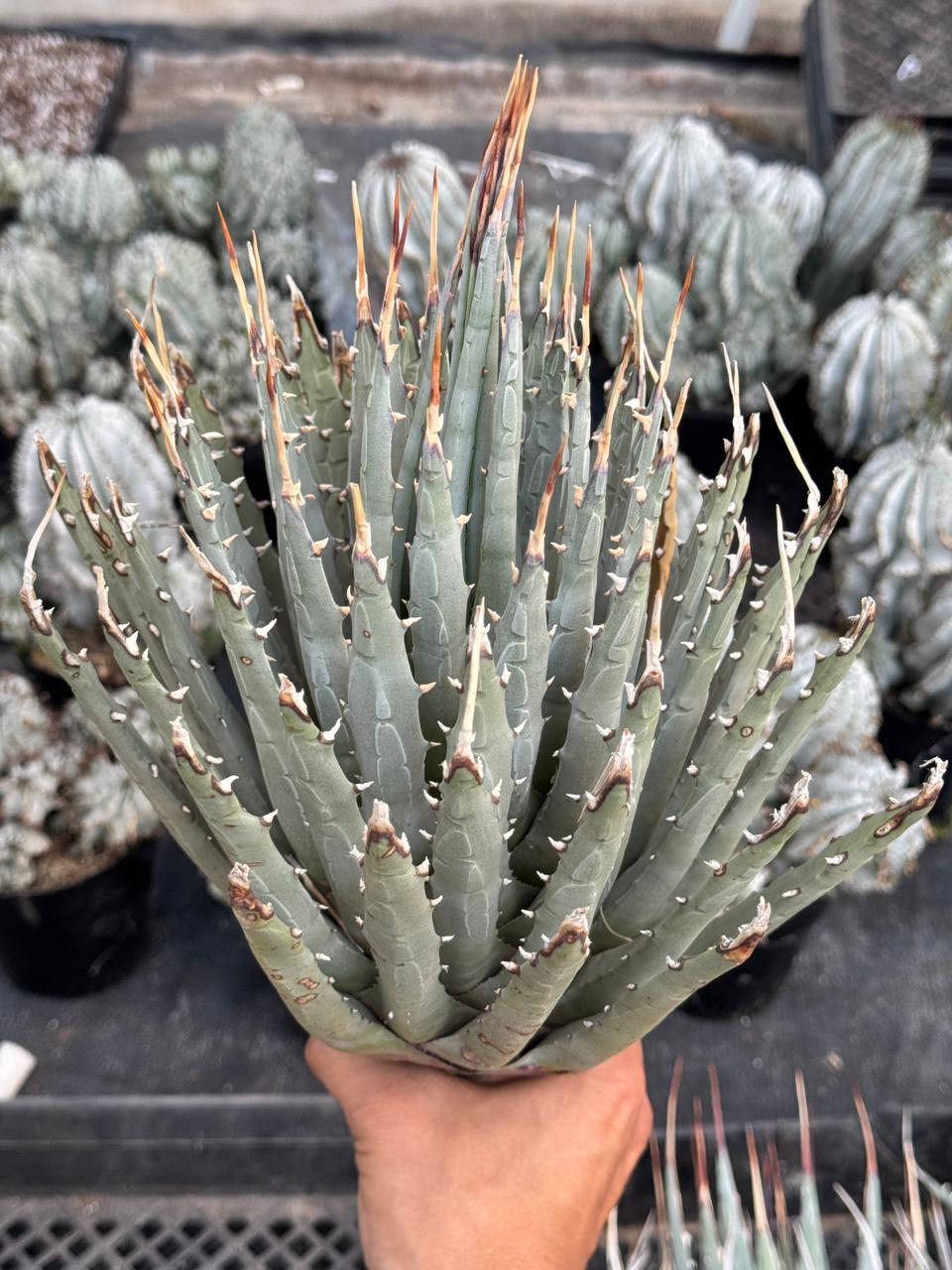 Agave utahensis var. Eborispina 8”