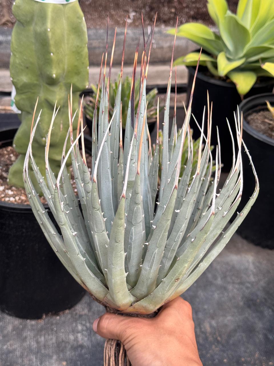 Agave utahensis var. Eborispina 8”