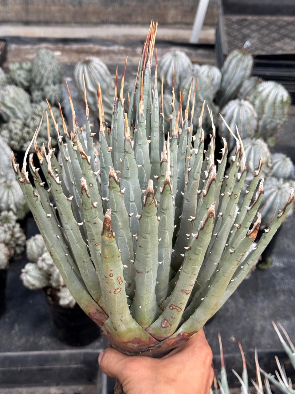 Agave utahensis var. Eborispina 8” – TiaJuanas Plants México