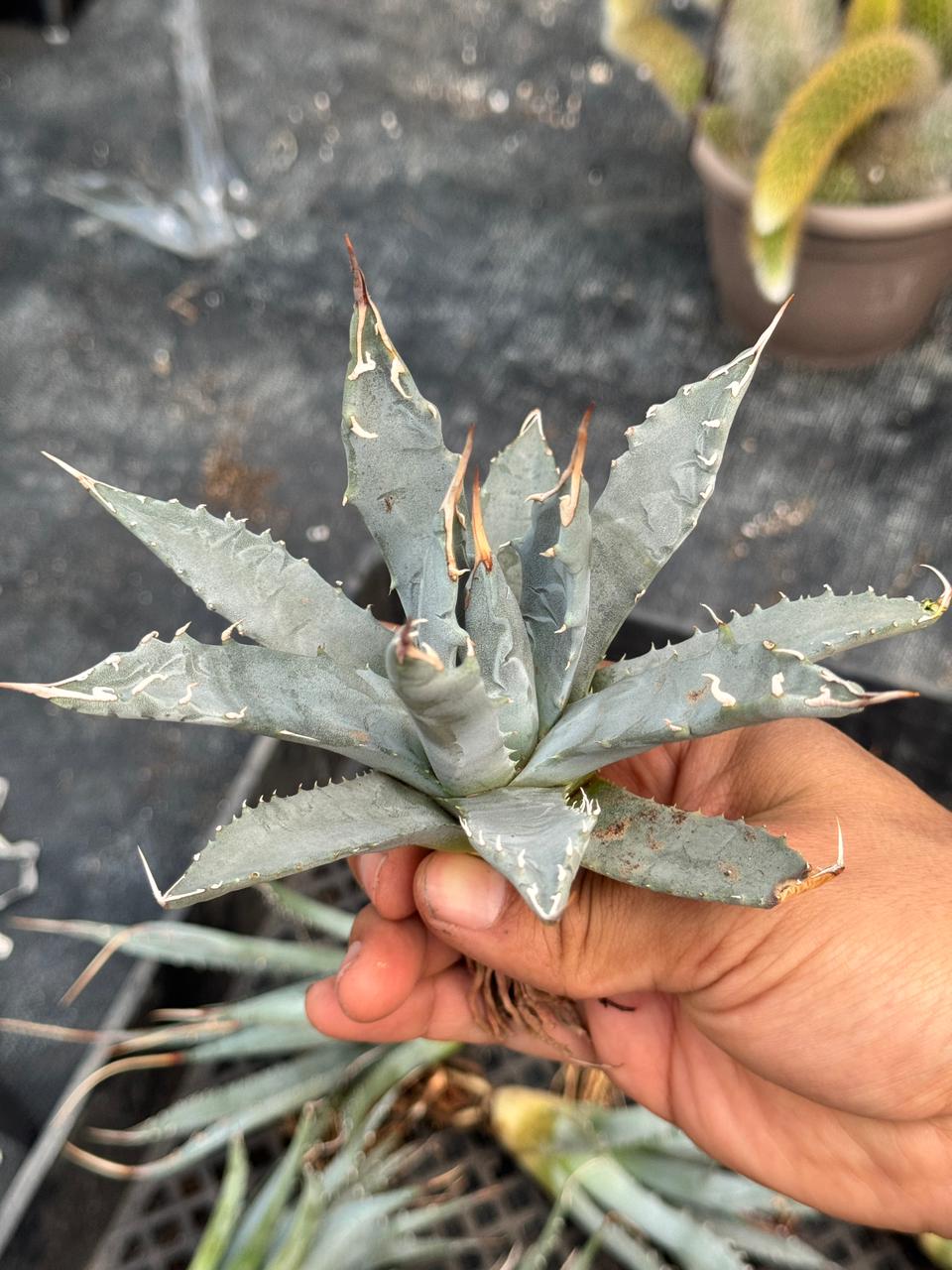 Agave utahensis var. Eborispina 5”