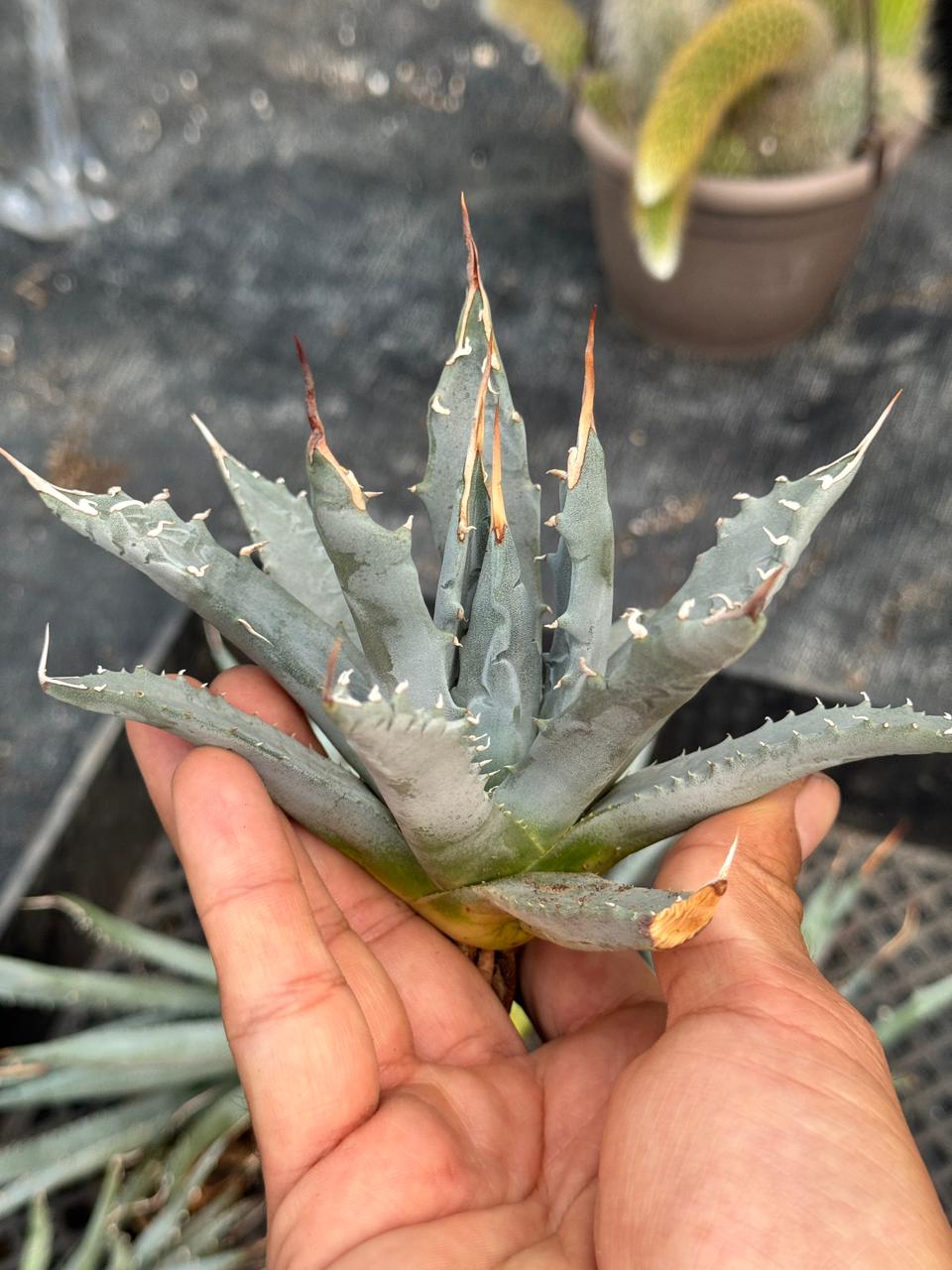 Agave utahensis var. Eborispina 5”