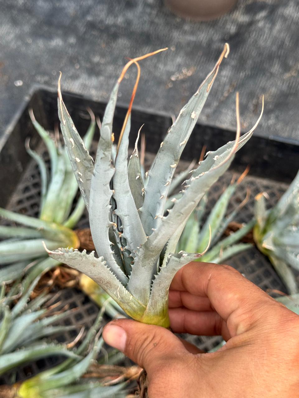 Agave utahensis var. Eborispina 5”