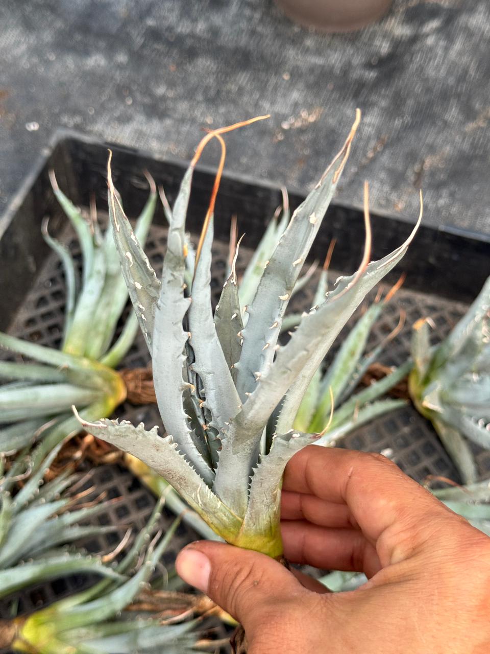 Agave utahensis var. Eborispina 5”