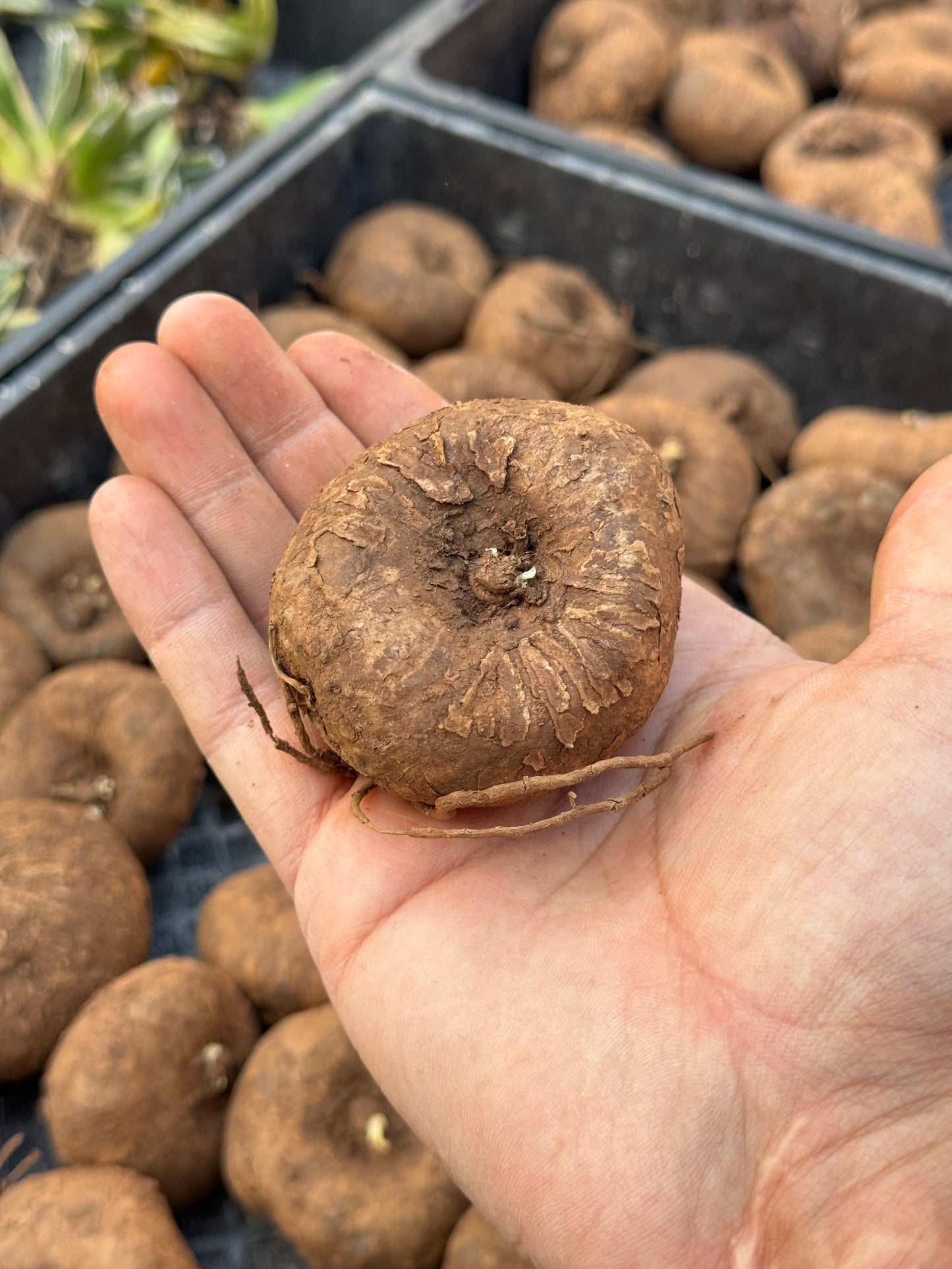 Stephania cepharantha