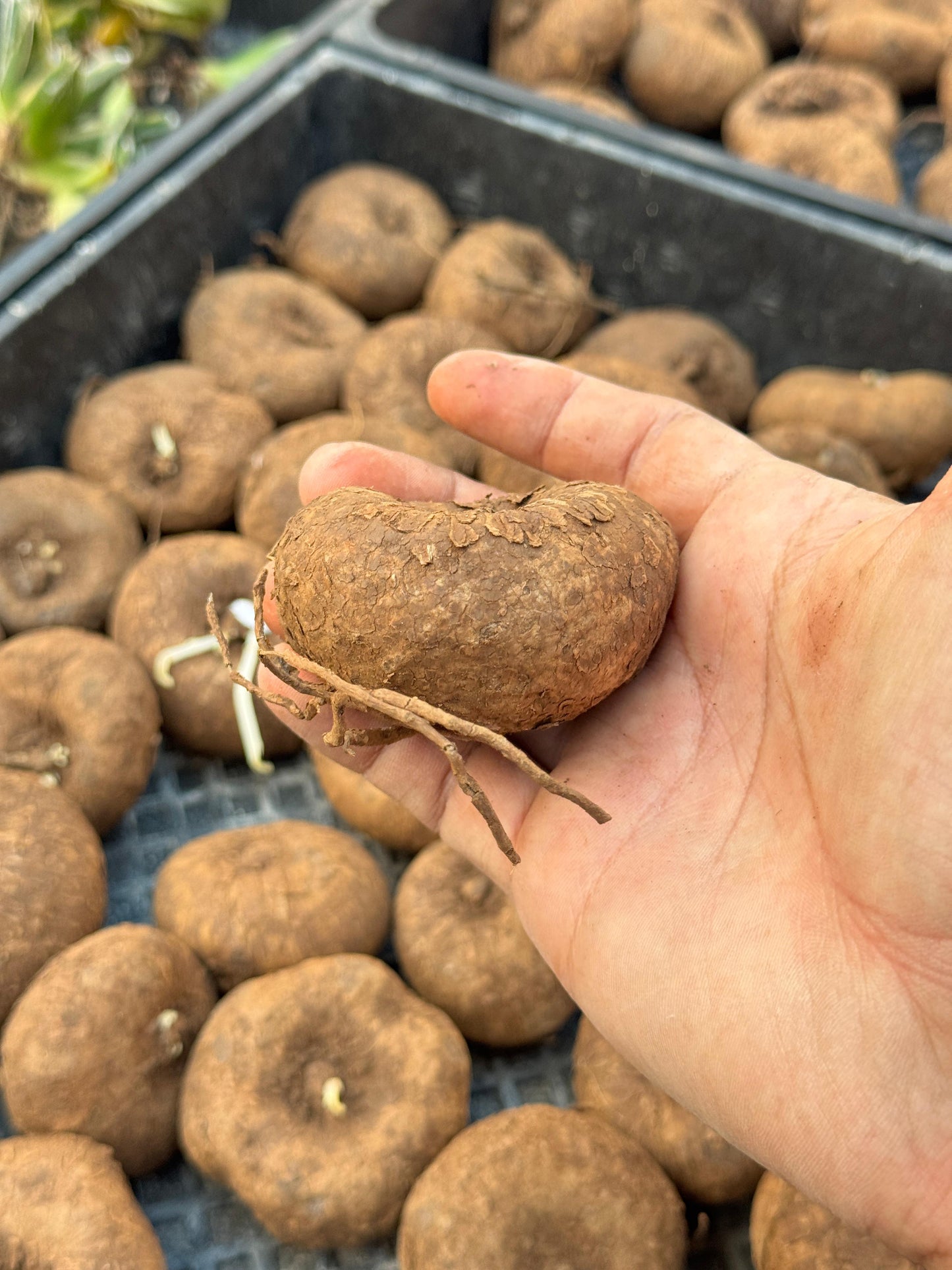 Stephania cepharantha