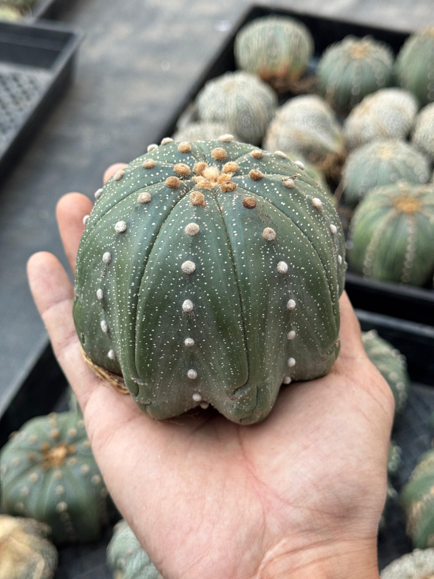 Astrophytum starshape