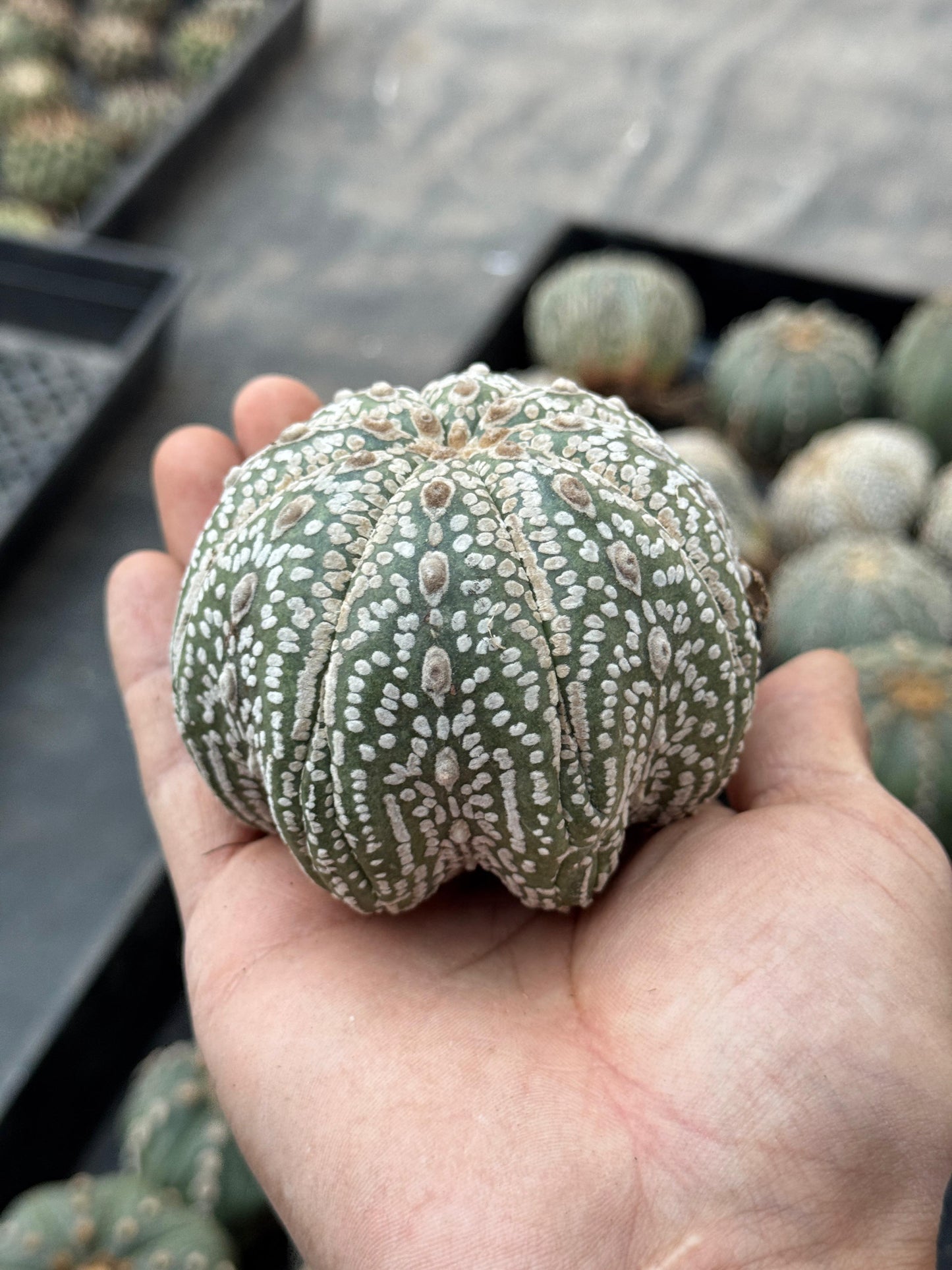 Astrophytum starshape