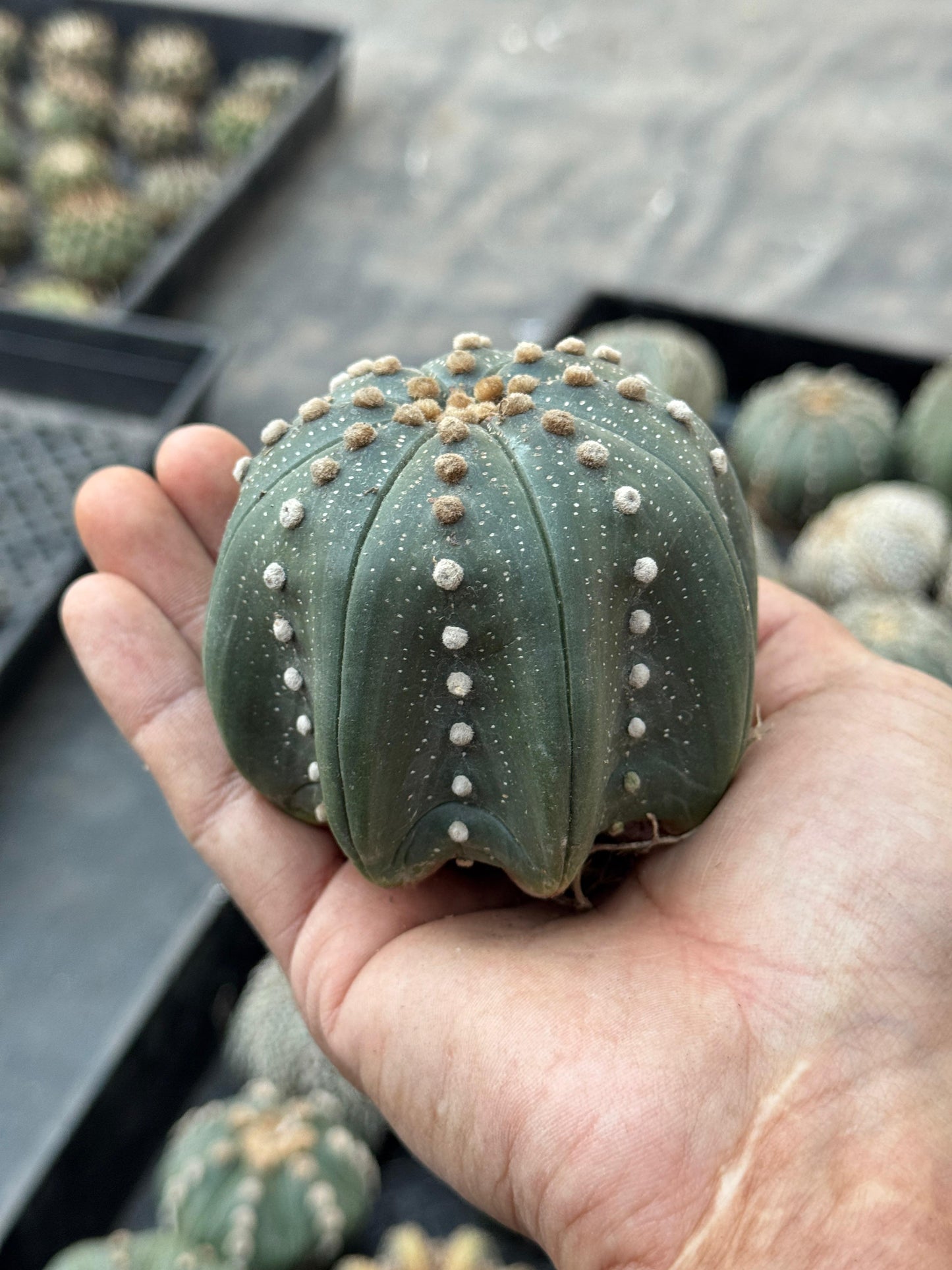 Astrophytum starshape