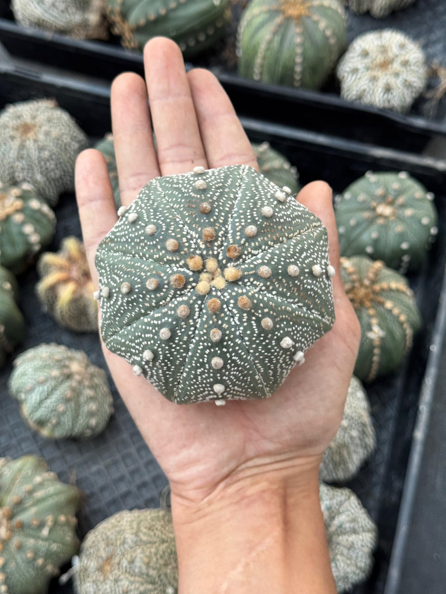 Astrophytum starshape