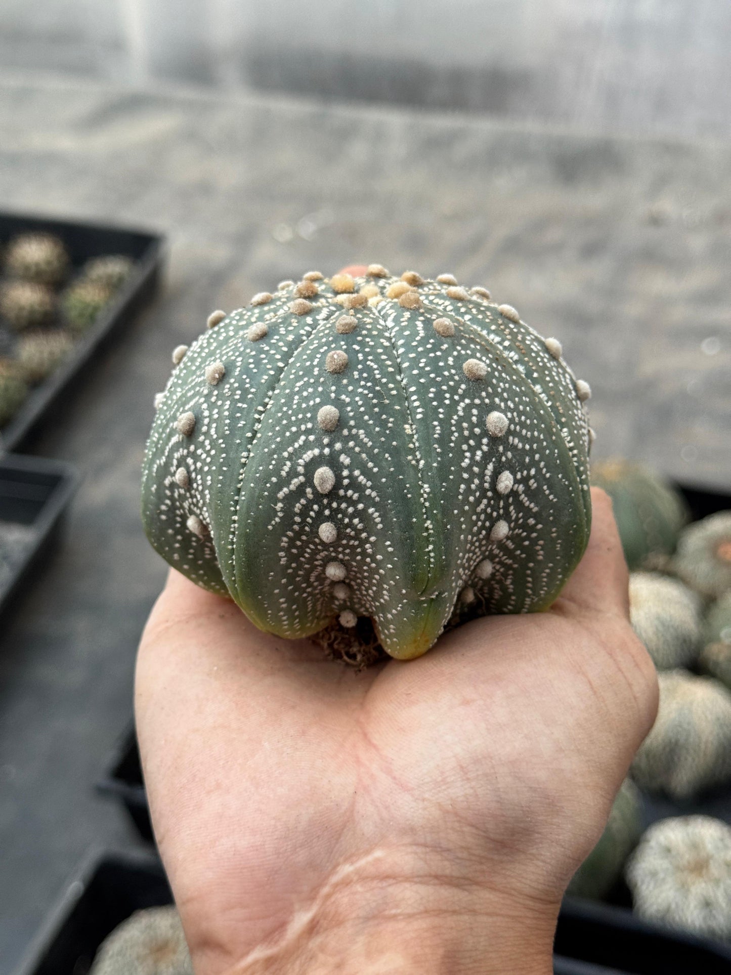 Astrophytum starshape