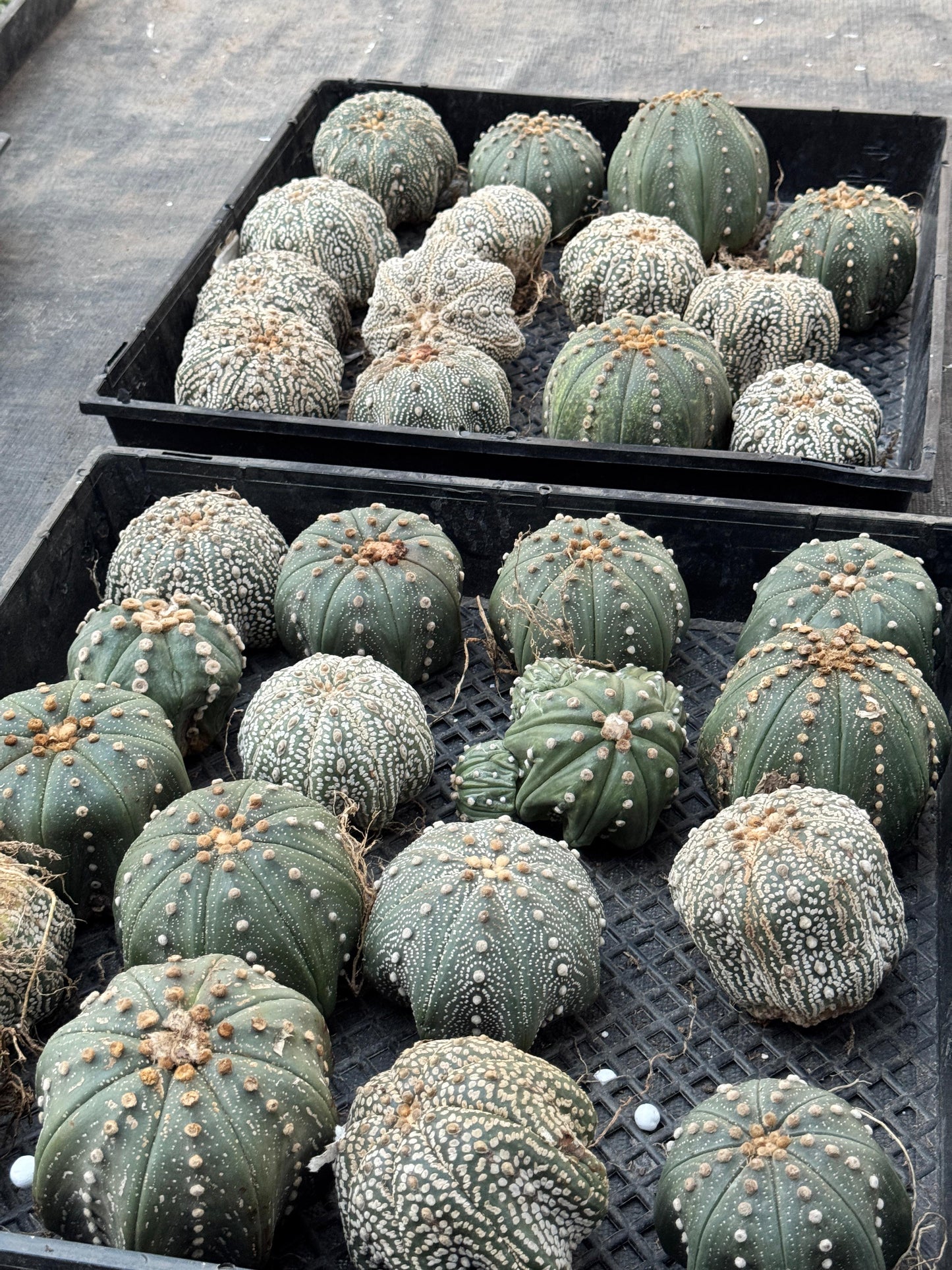 Astrophytum starshape