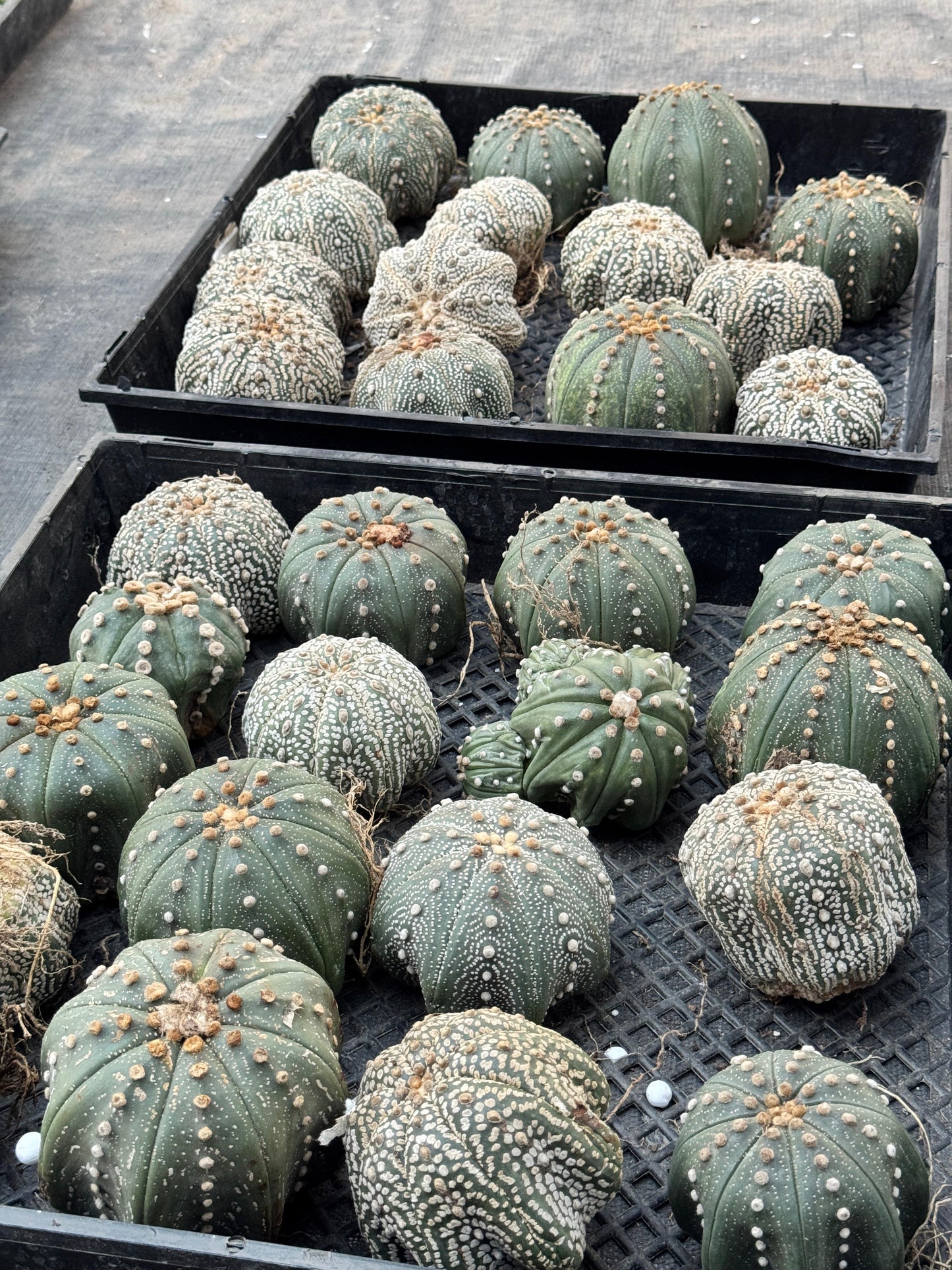 Astrophytum starshape