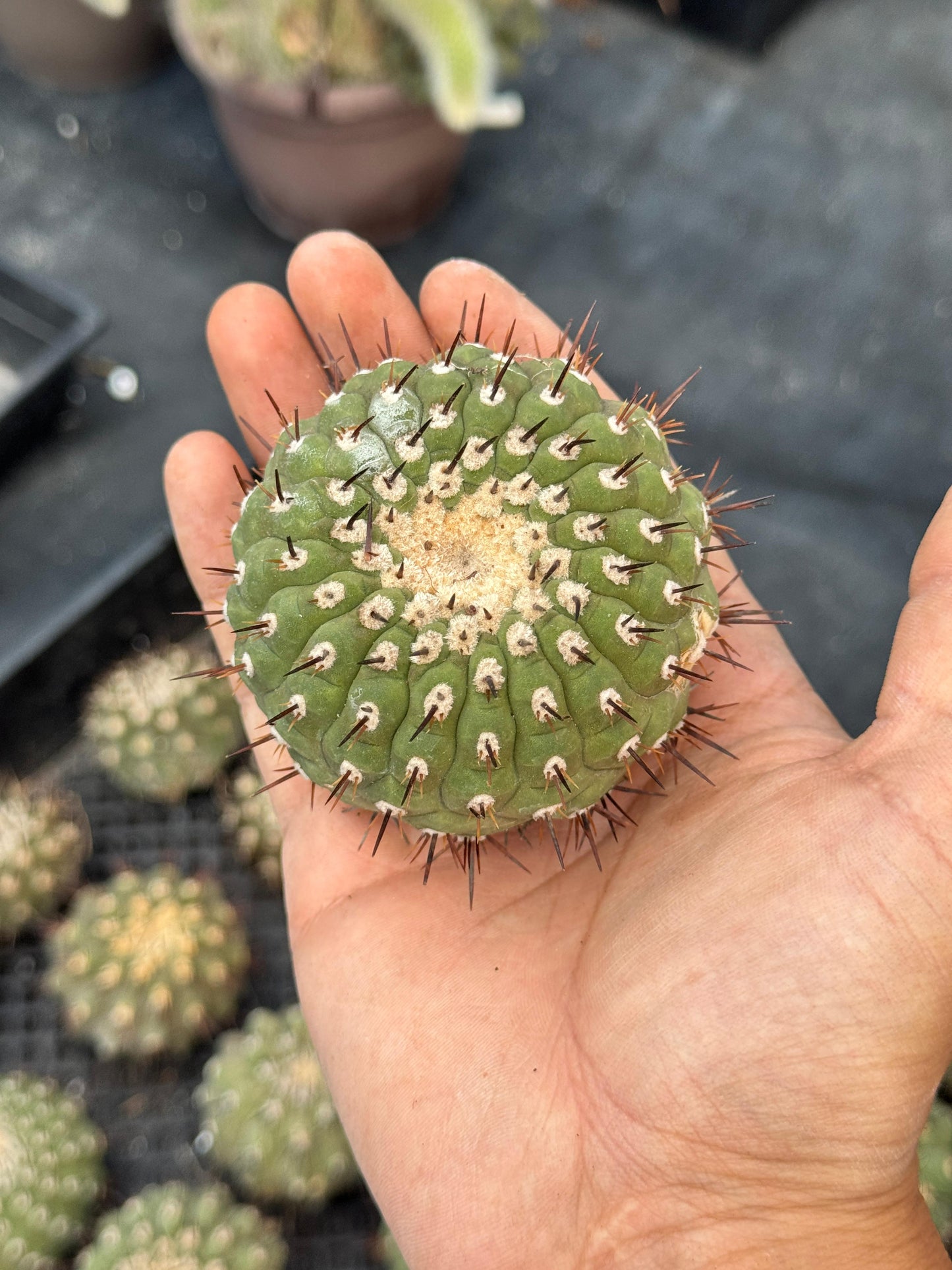Copiapoa cinerea