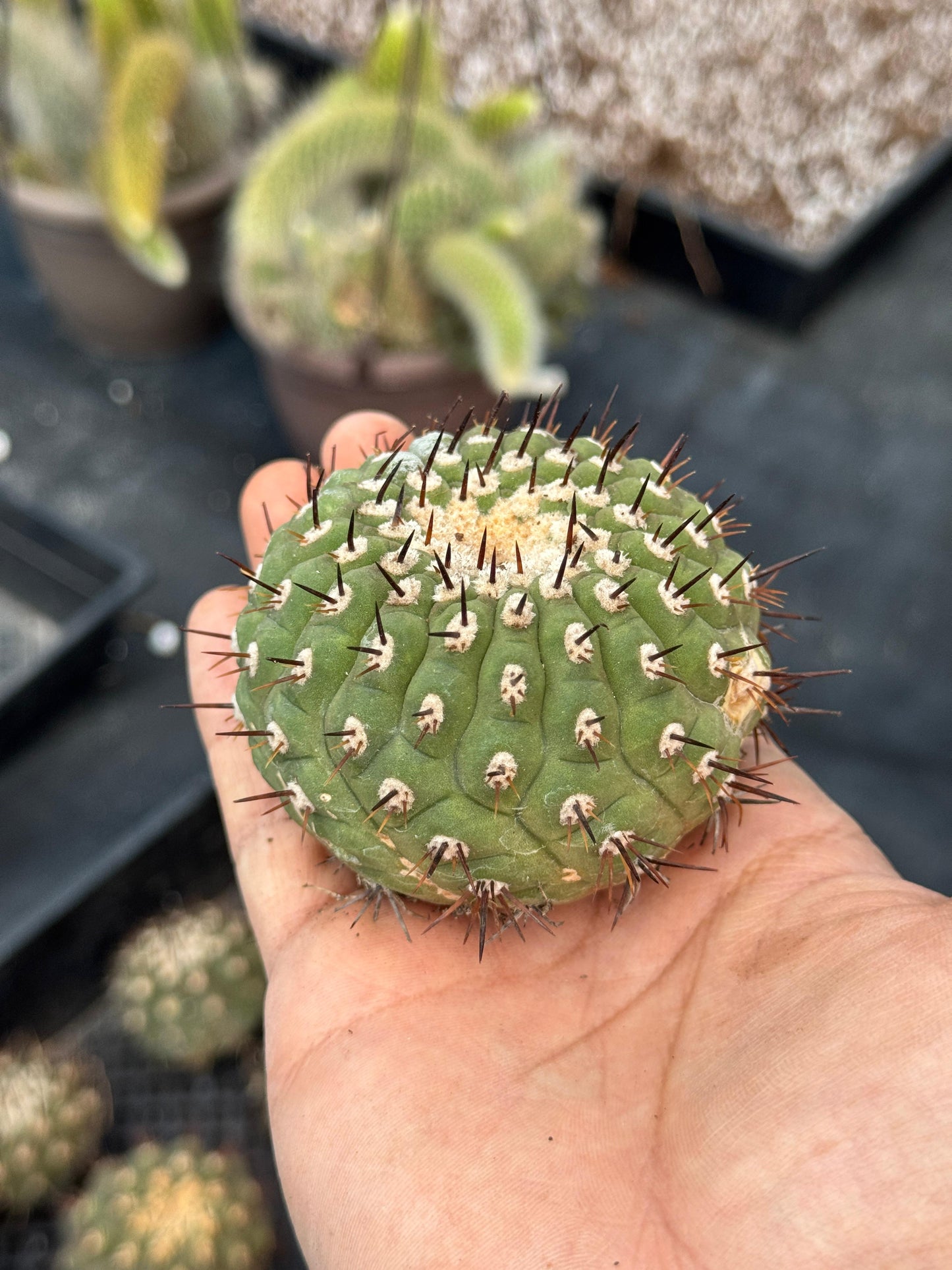 Copiapoa cinerea