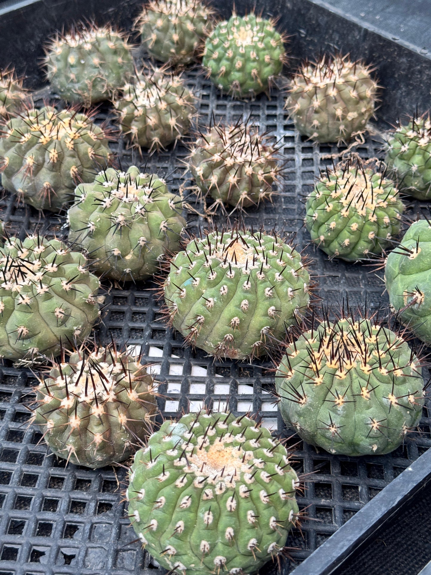 Copiapoa cinerea