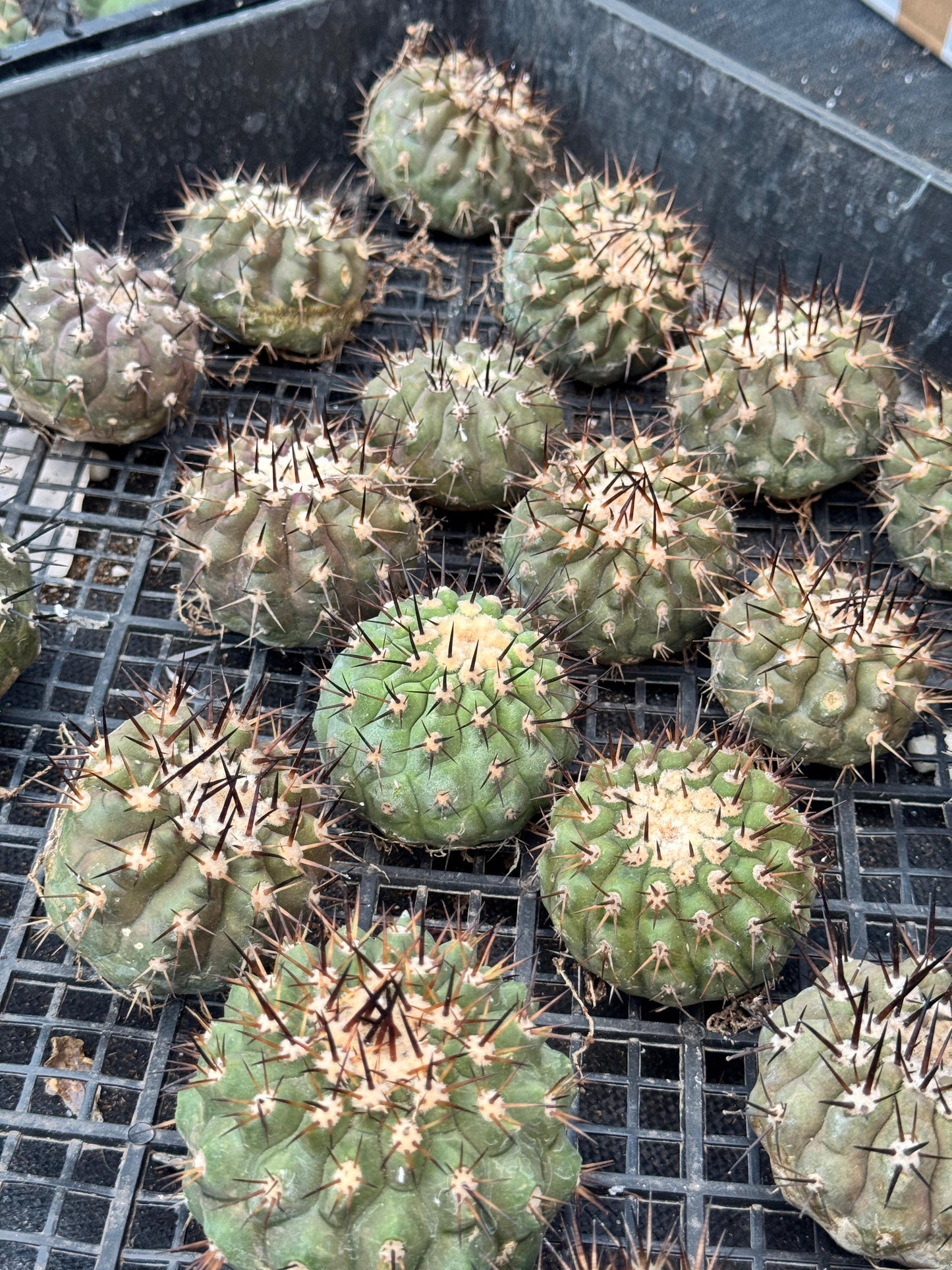 Copiapoa cinerea