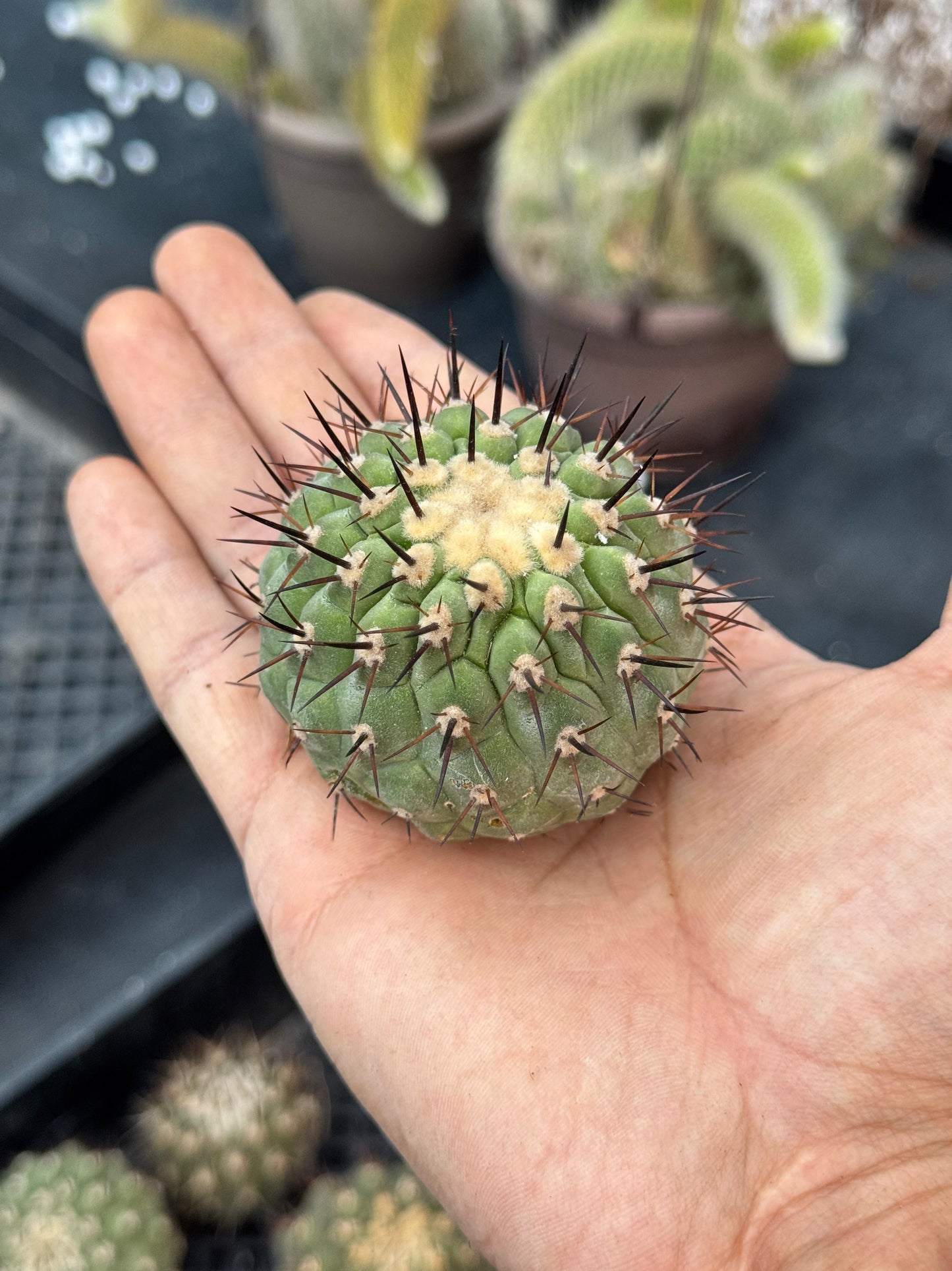 Copiapoa cinerea