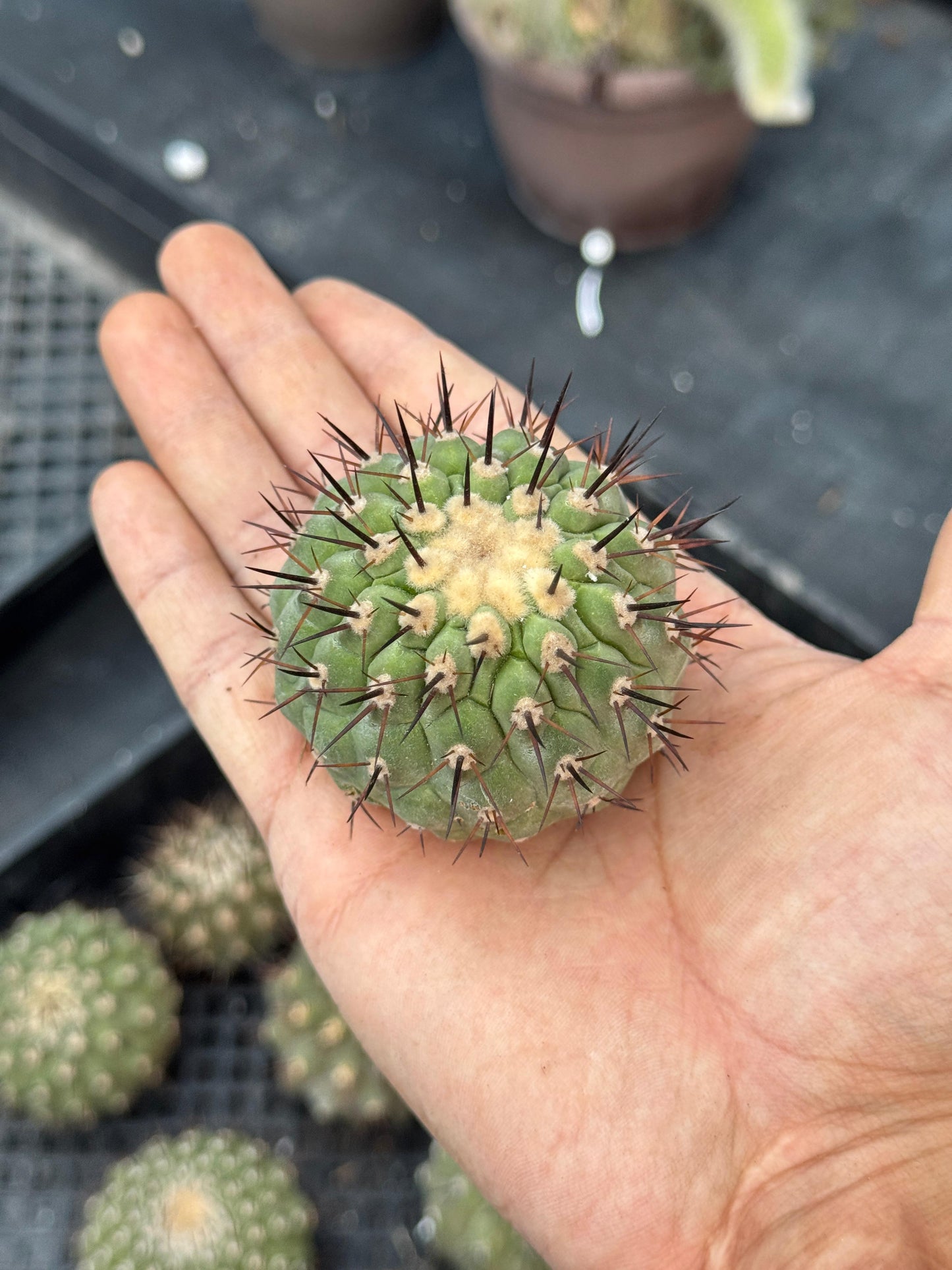 Copiapoa cinerea