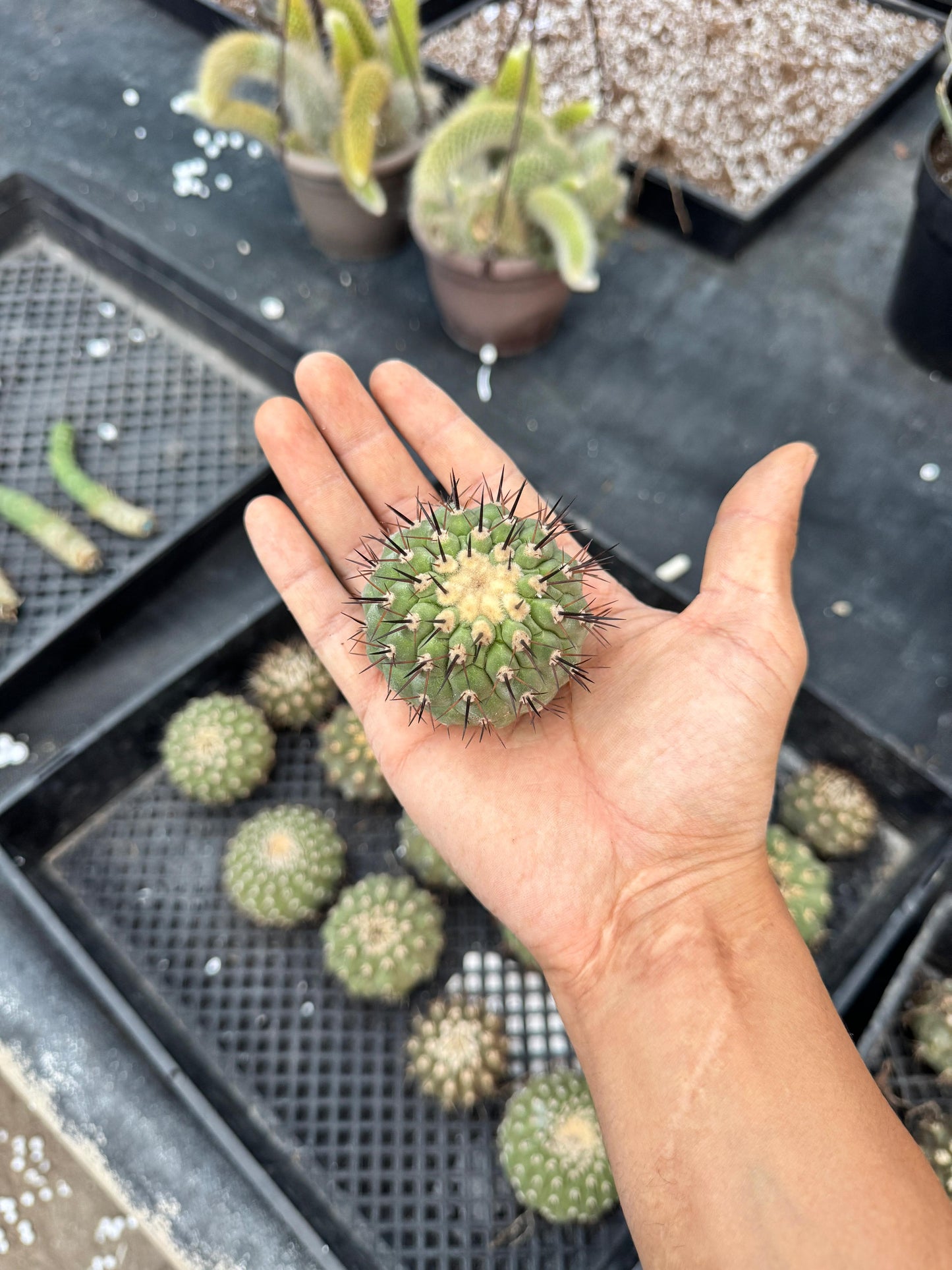 Copiapoa cinerea