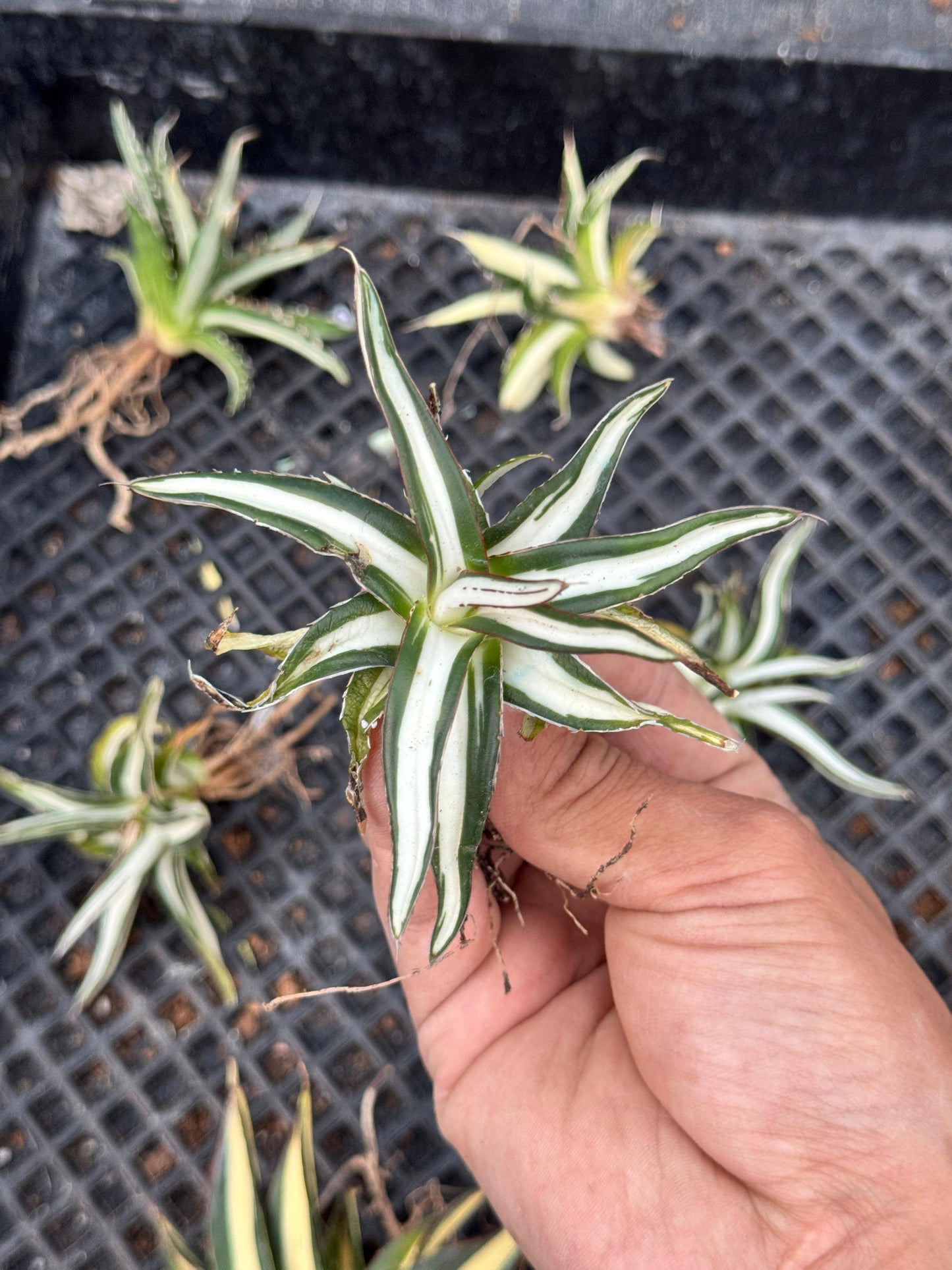 Agave Victoria reginae mediopicta alba