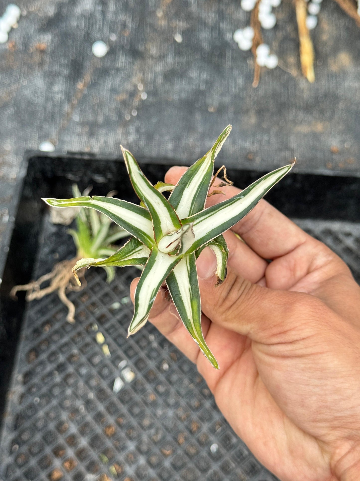 Agave Victoria reginae mediopicta alba
