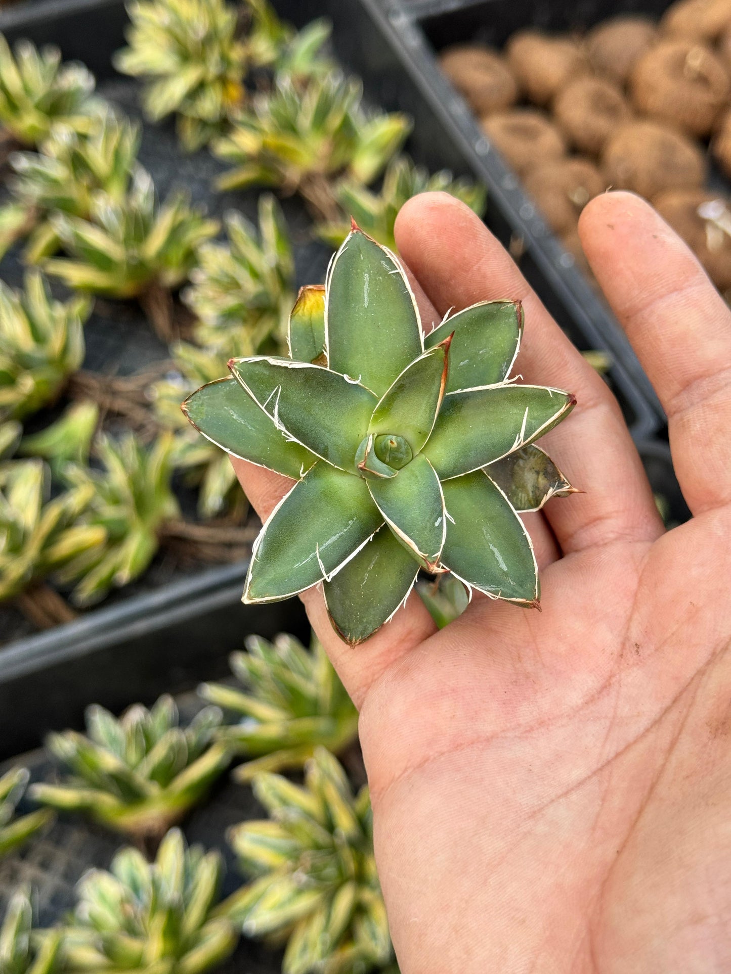 Agave filifera f. Compacta