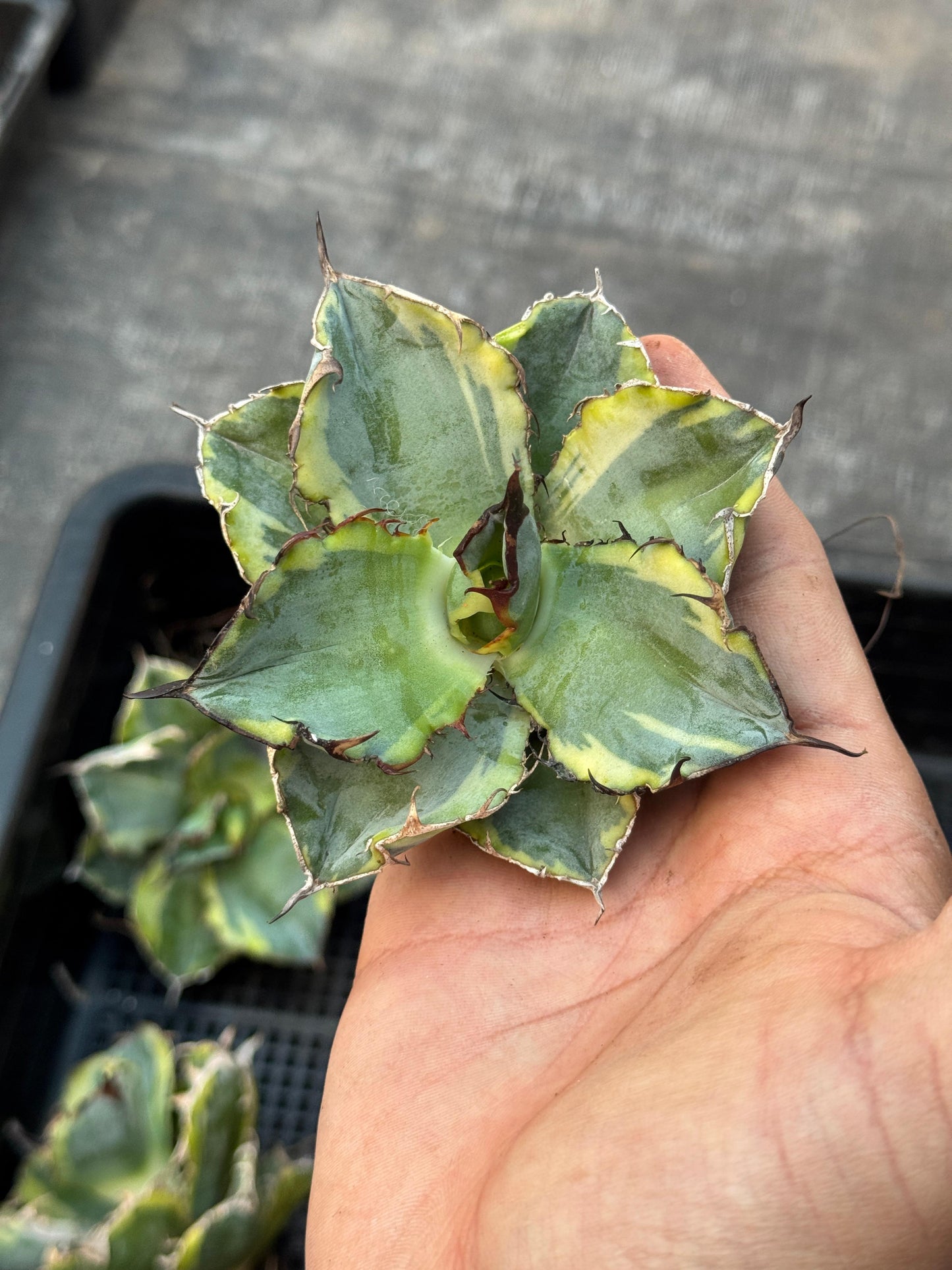 Agave titanota black and blue variegado