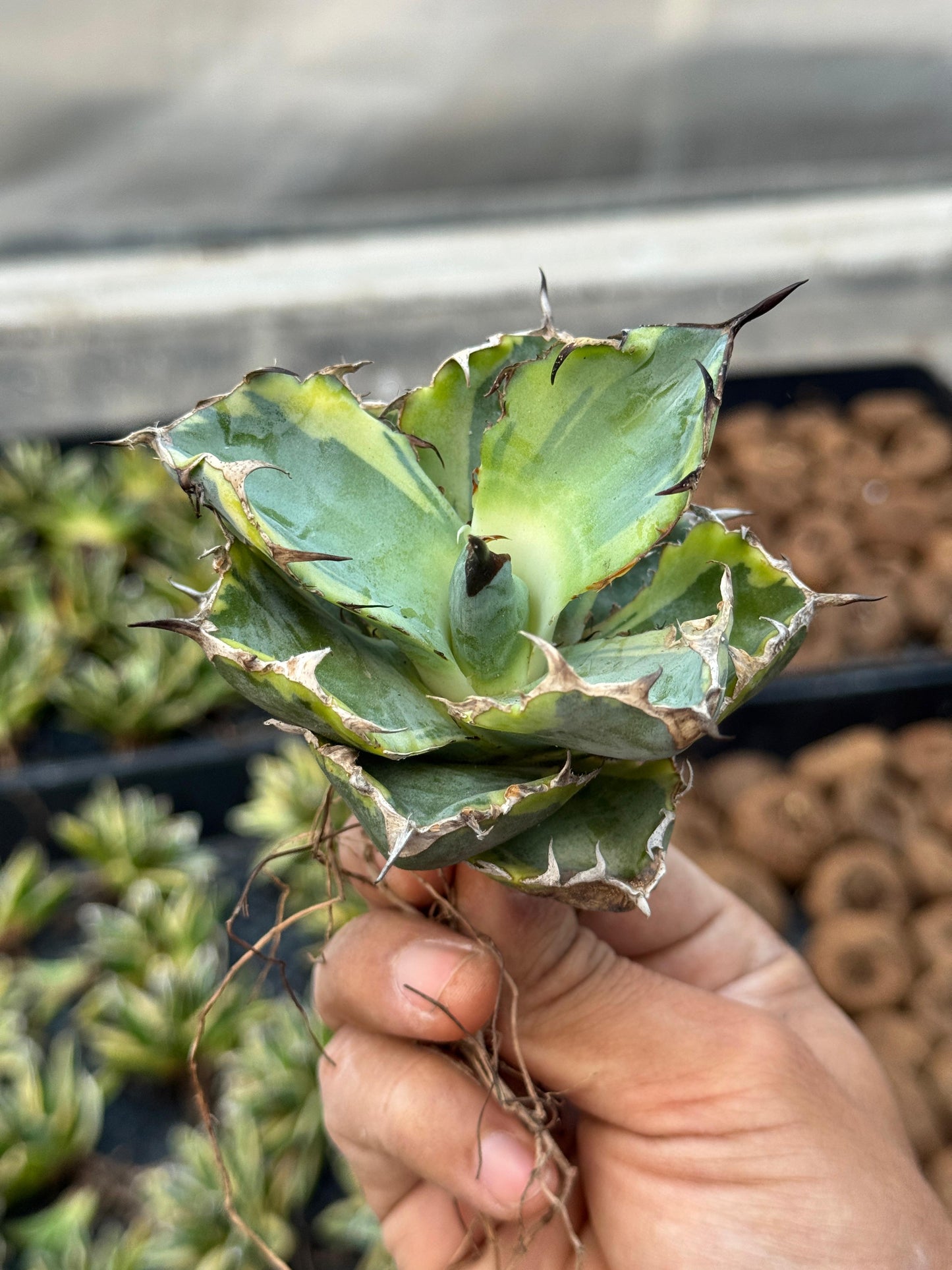 Agave titanota black and blue variegado