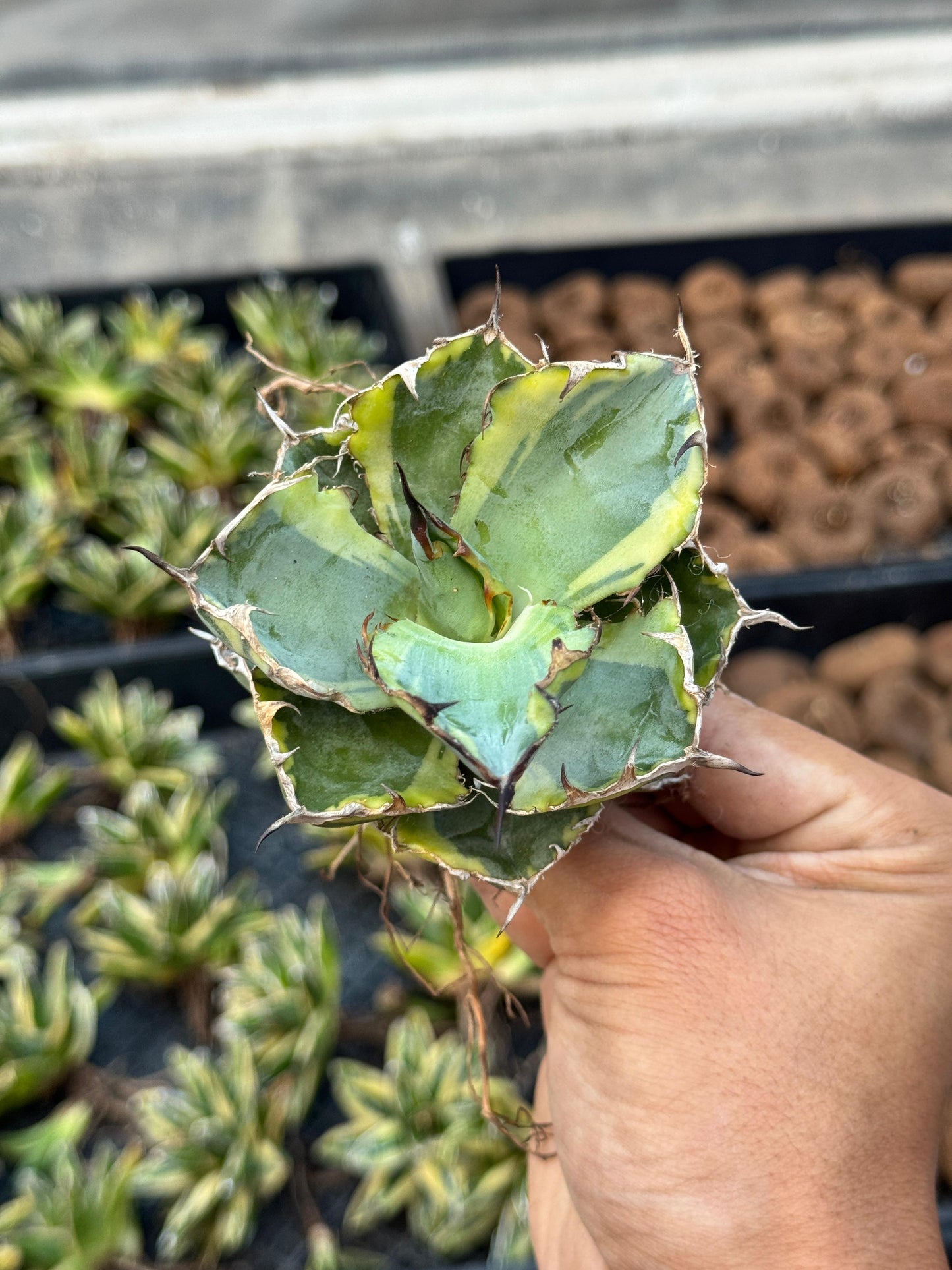 Agave titanota black and blue variegado