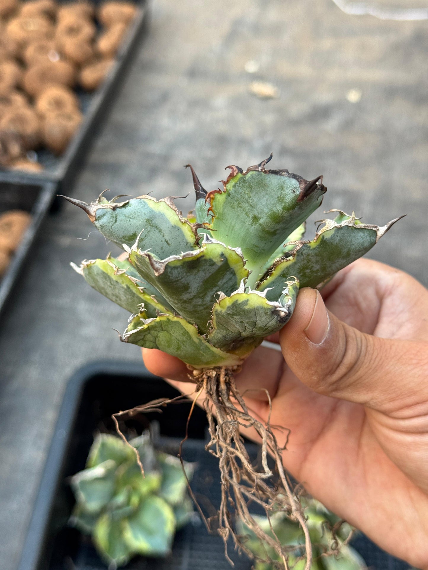 Agave titanota black and blue variegado