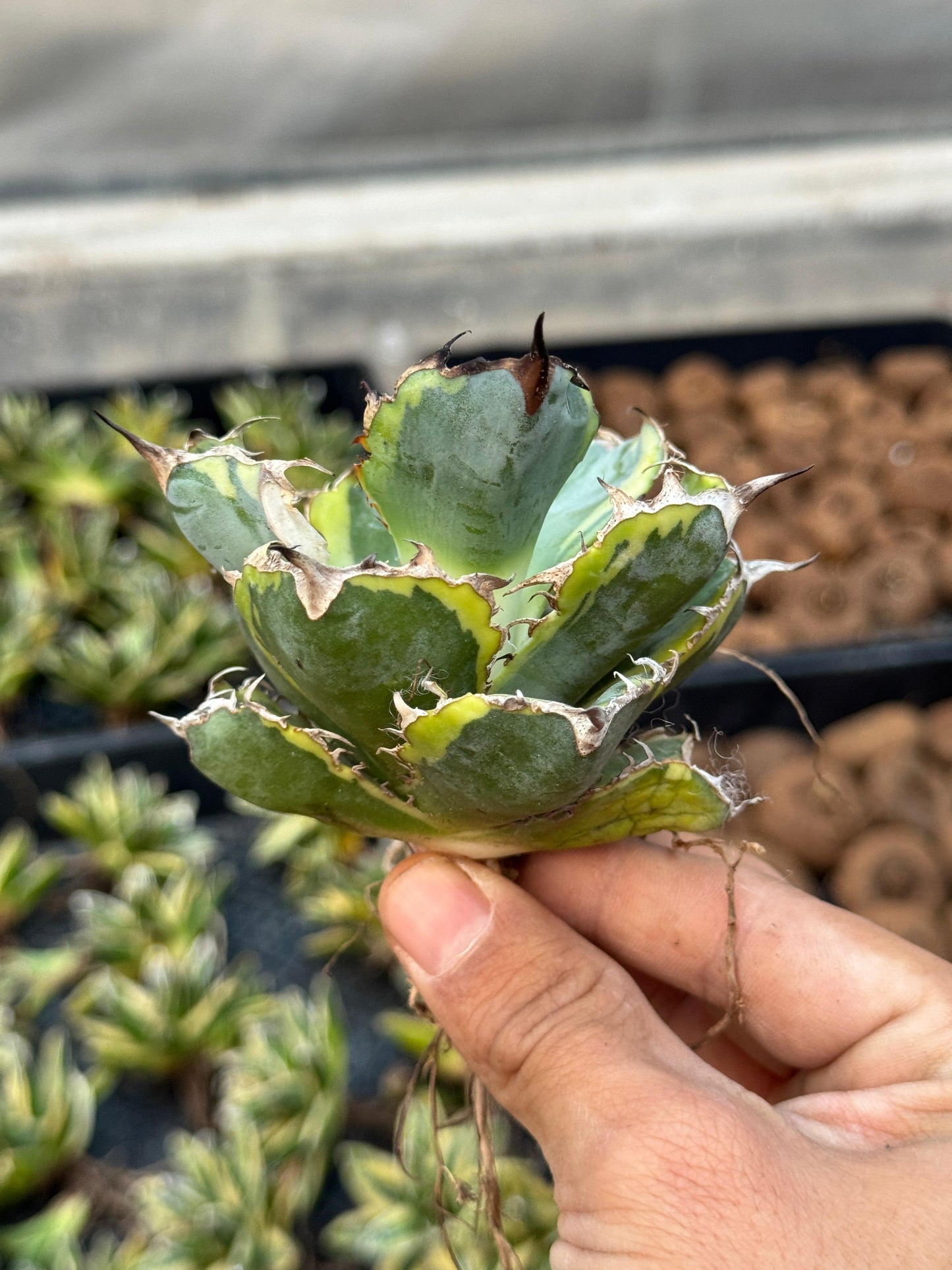 Agave titanota black and blue variegado