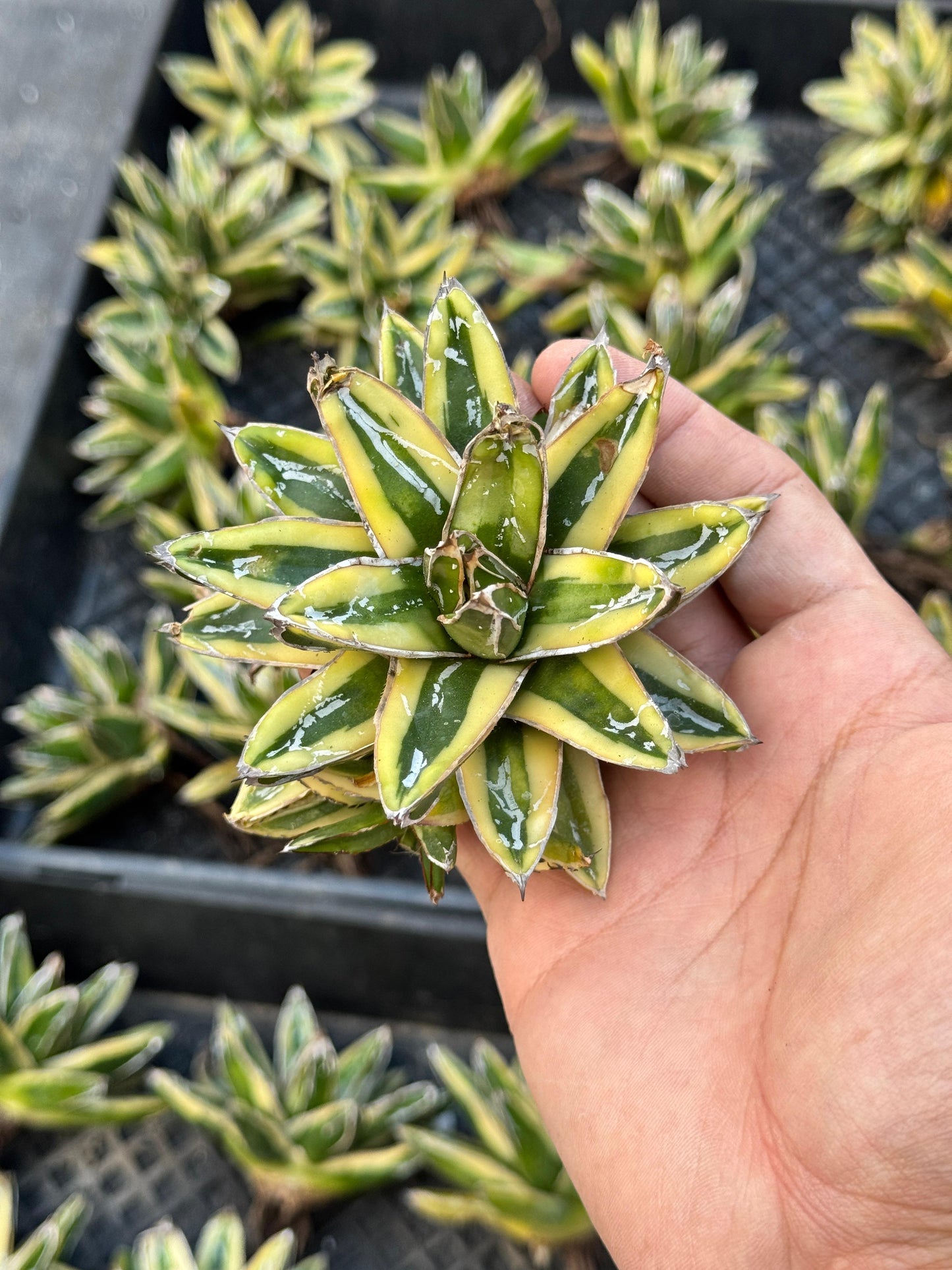 Agave Victoriae reginae var. kizan