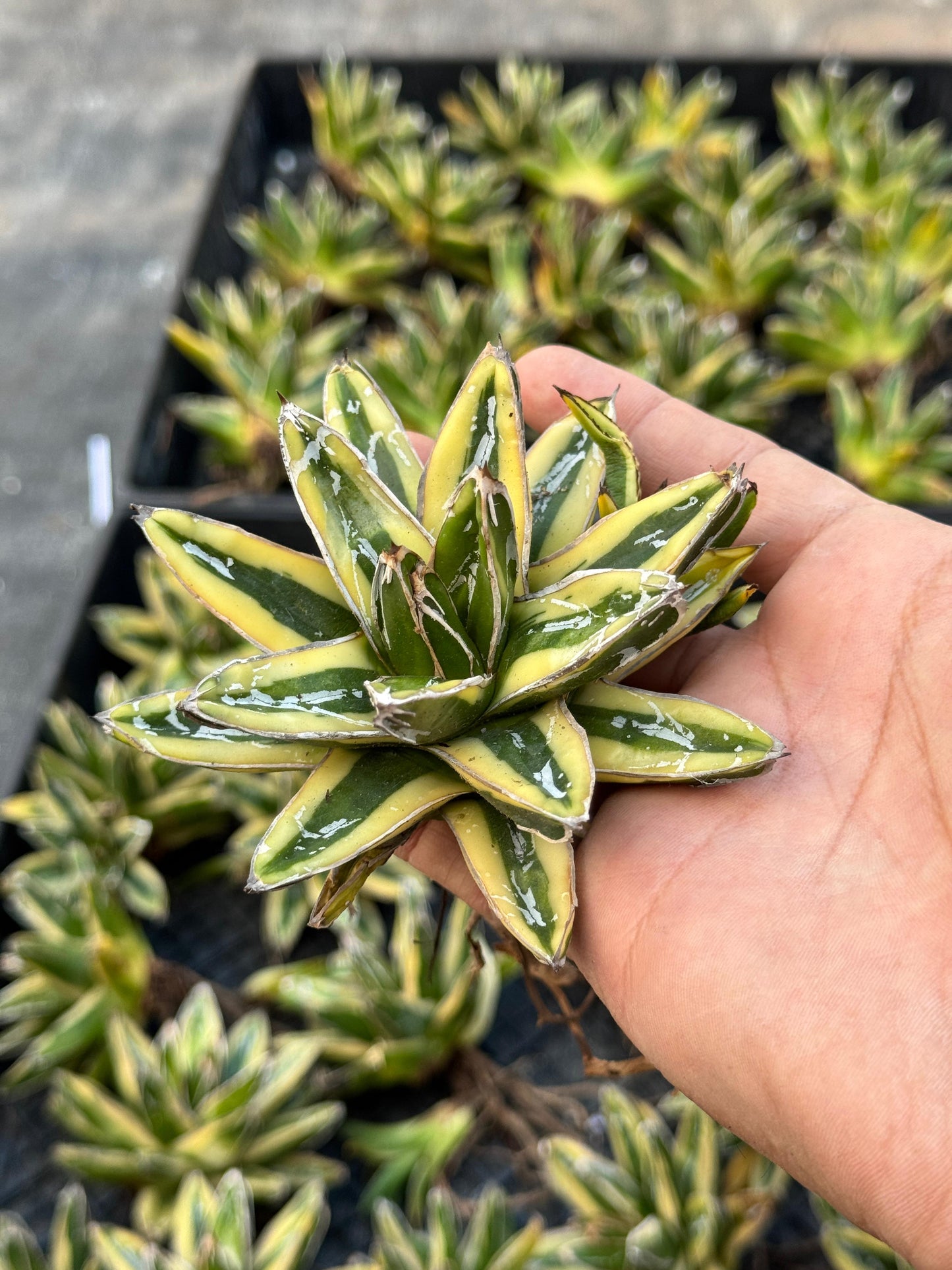 Agave Victoriae reginae var. kizan