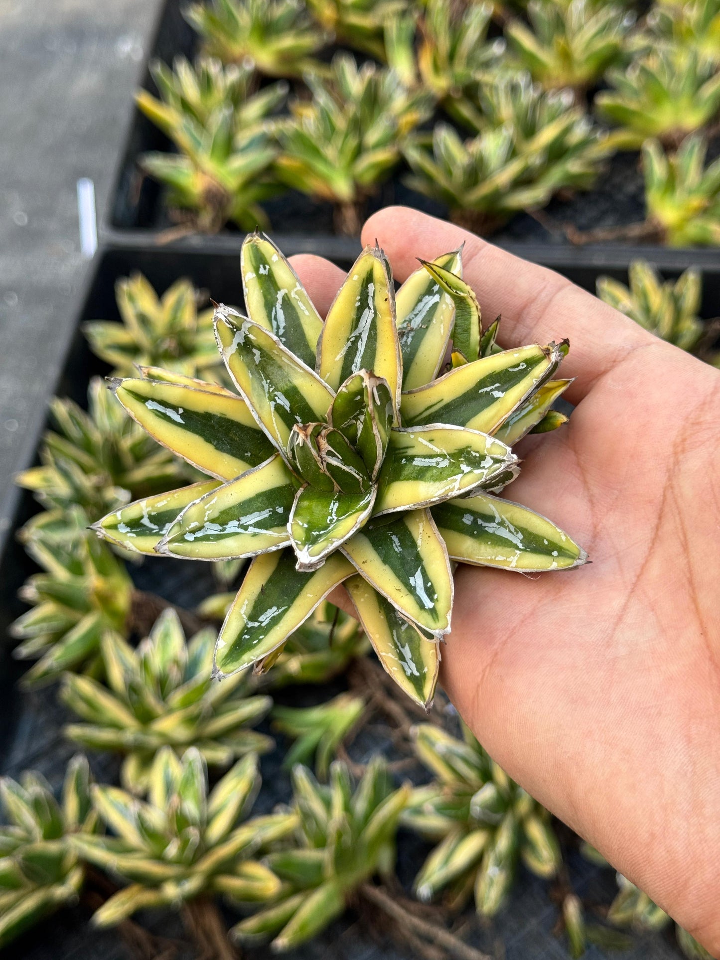 Agave Victoriae reginae var. kizan